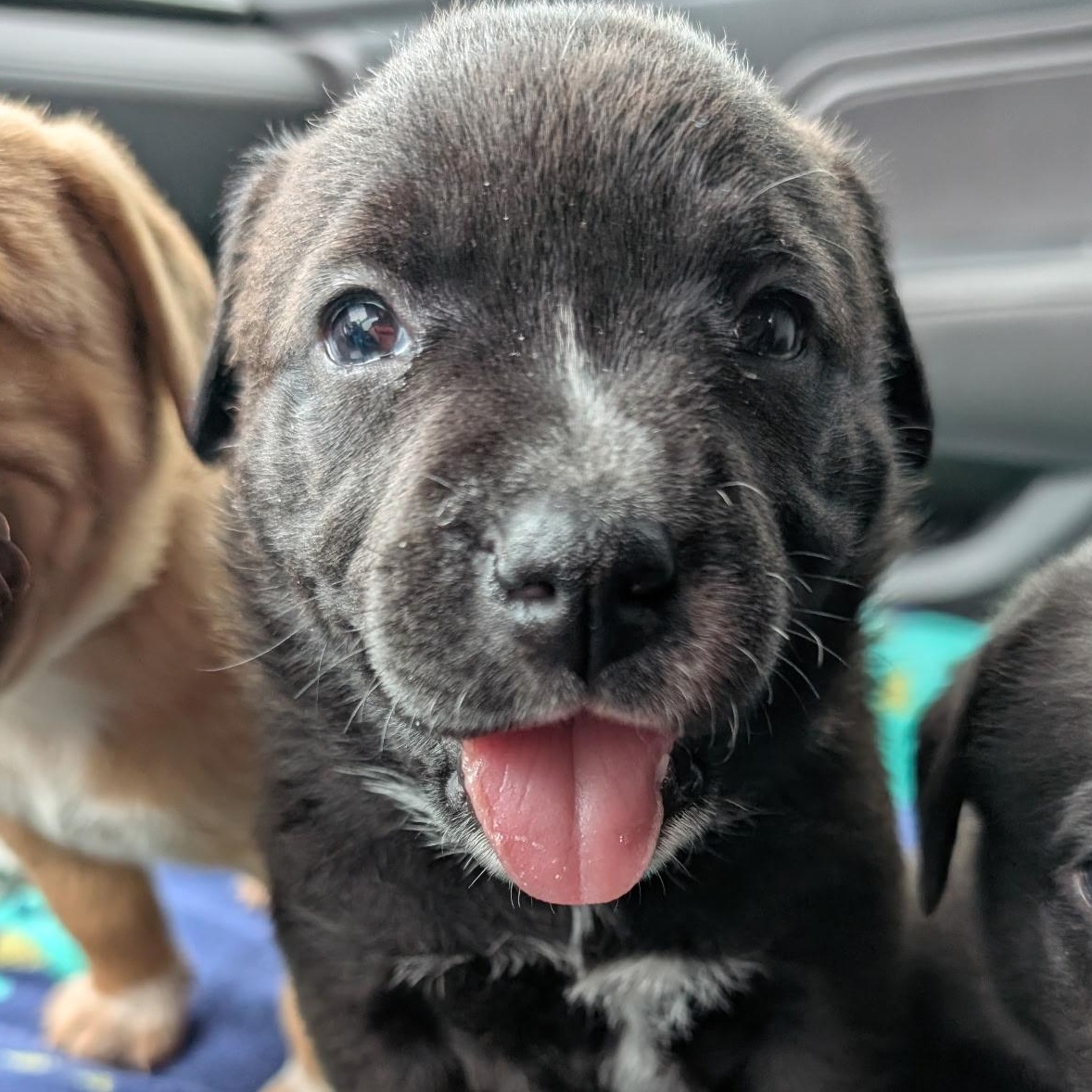 Cocoa, a ADOPTABLE mixed breed in Spring hill, TN image 3/5