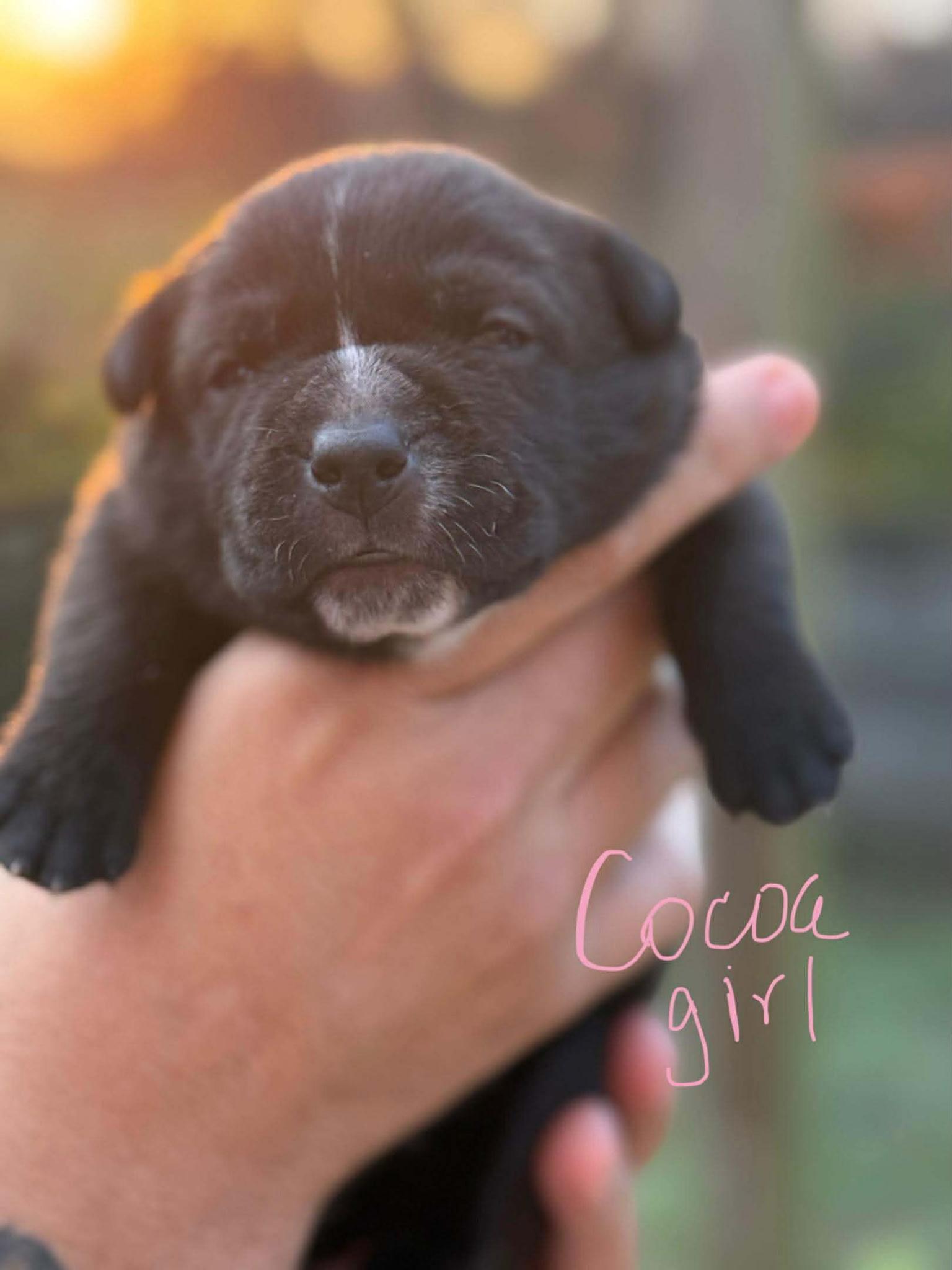 Cocoa, a ADOPTABLE mixed breed in Spring hill, TN image 4/5
