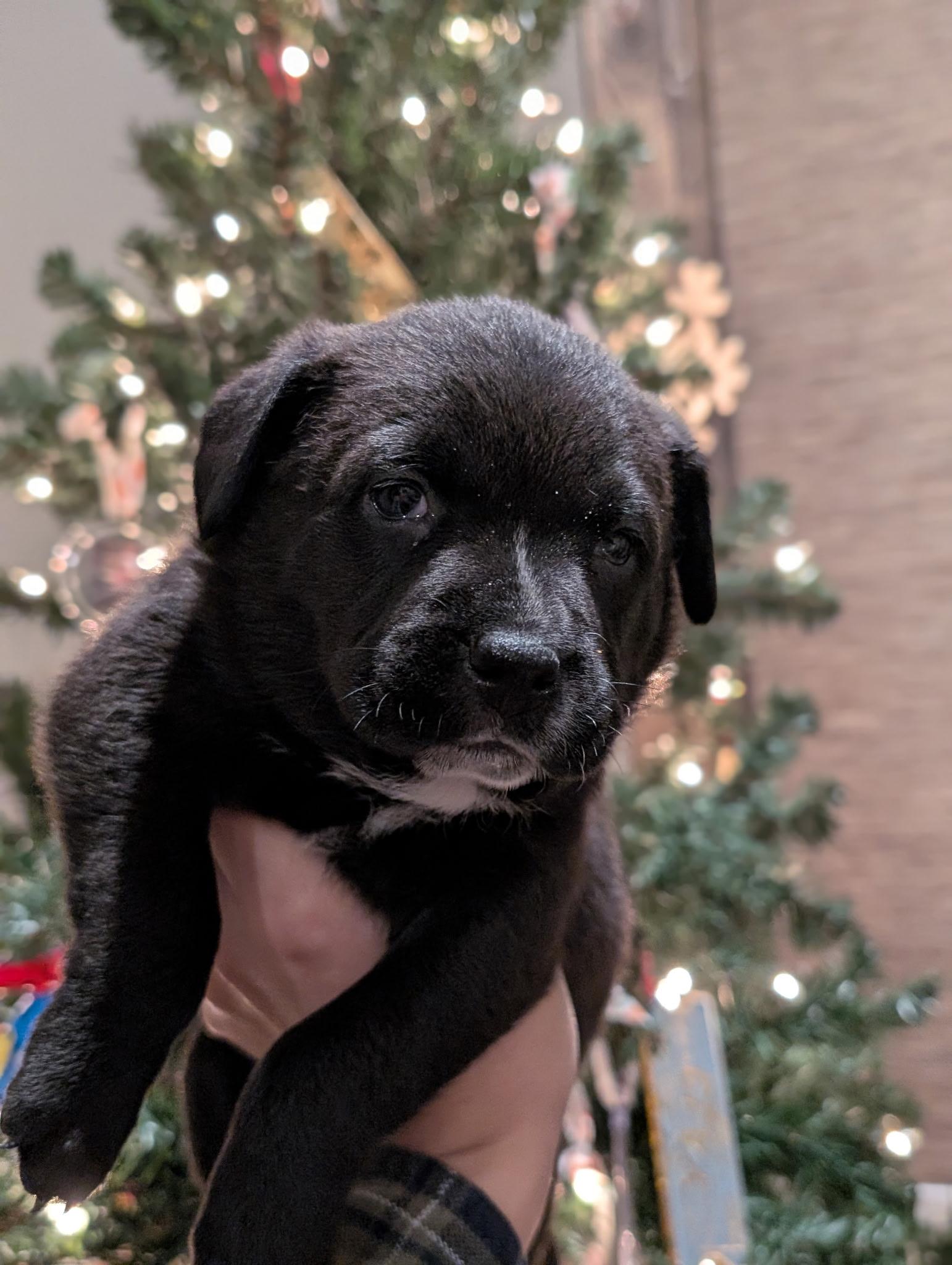 Cocoa, a ADOPTABLE mixed breed in Spring hill, TN image 5/5