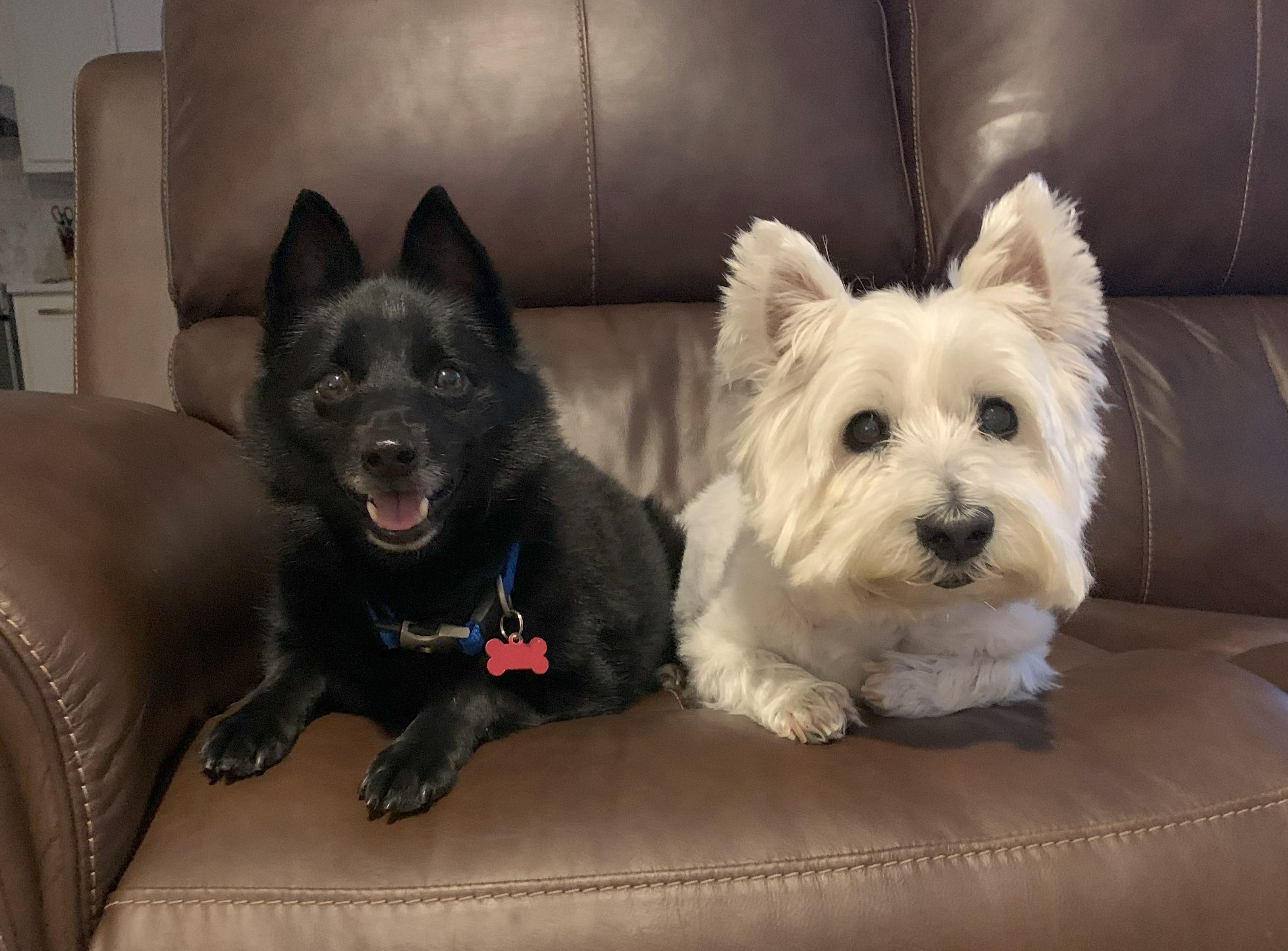 Enlarge Cody (Westie) & Ryan (Schipperke),, a Adopted West Highland White Terrier / Westie in Plano, TX image 5/6