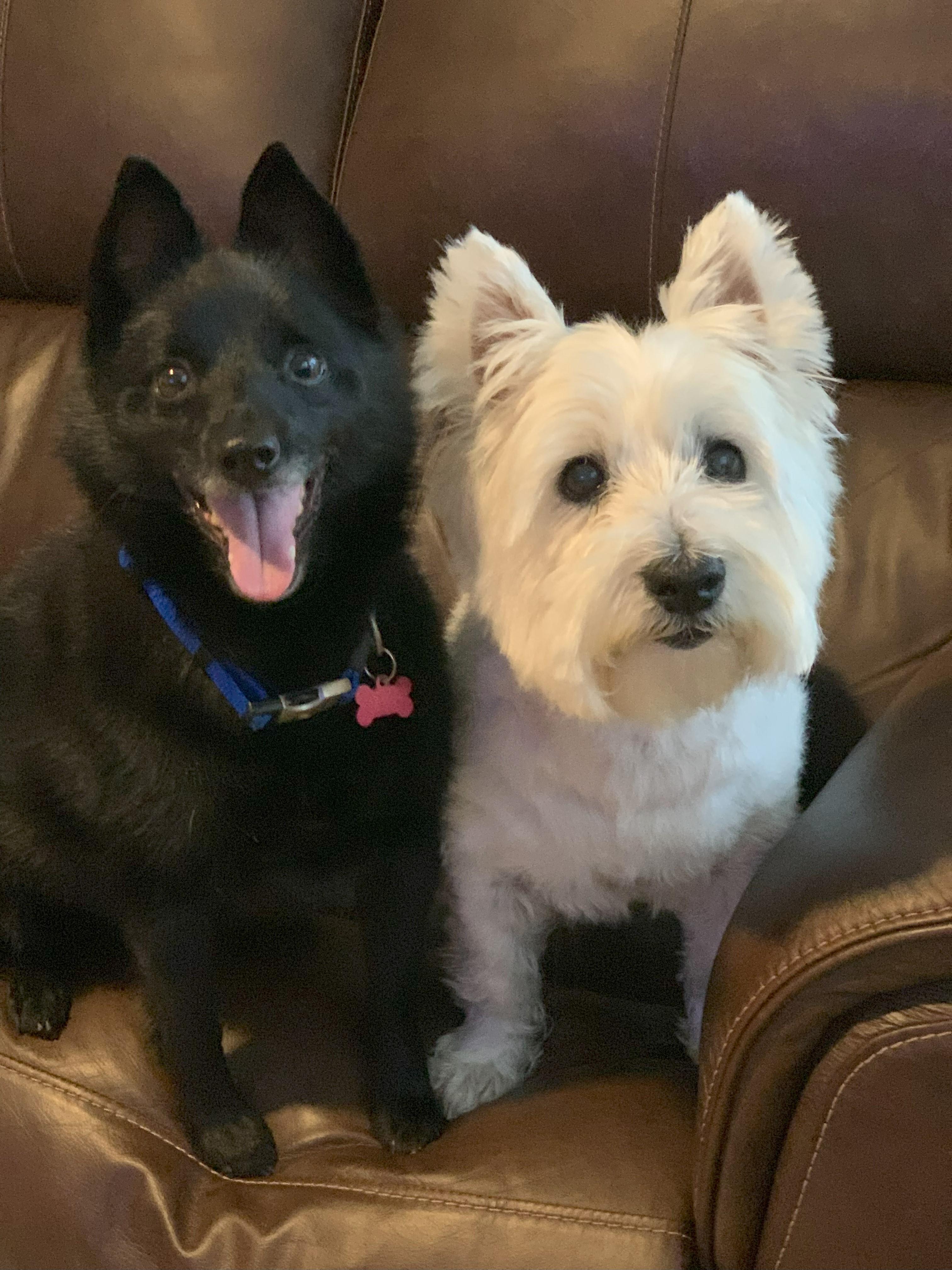 Cody (Westie) & Ryan (Schipperke),, Adopted, Senior Male West Highland White Terrier / Westie.