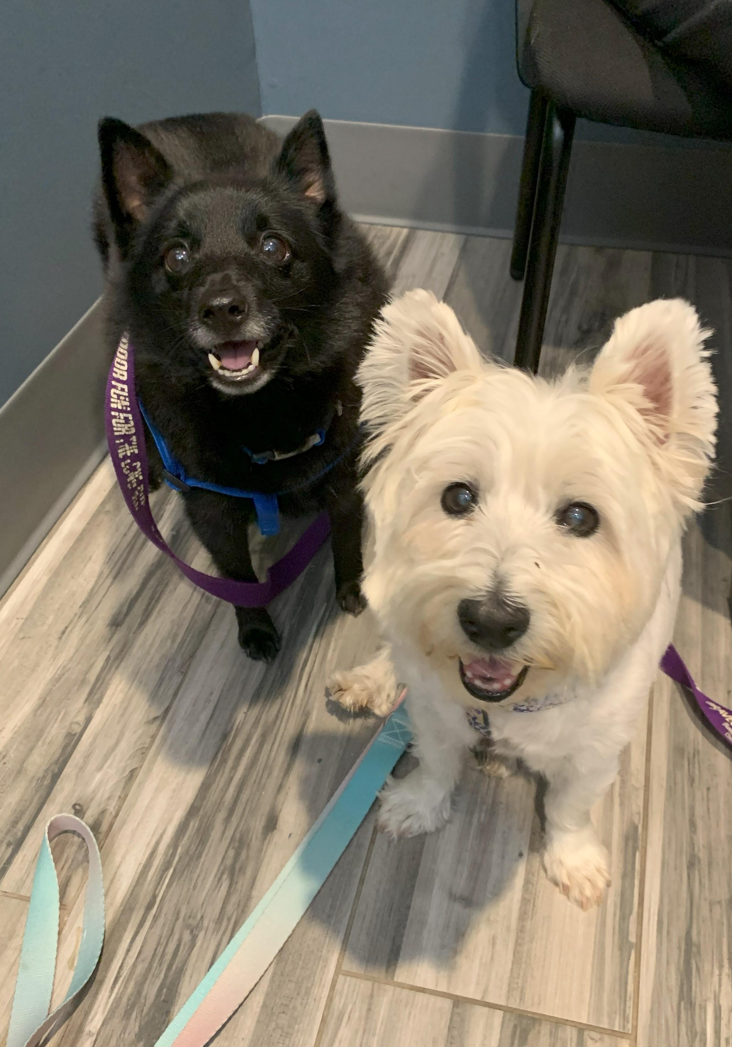 Enlarge Cody (Westie) & Ryan (Schipperke),, a Adopted West Highland White Terrier / Westie in Plano, TX image 3/6