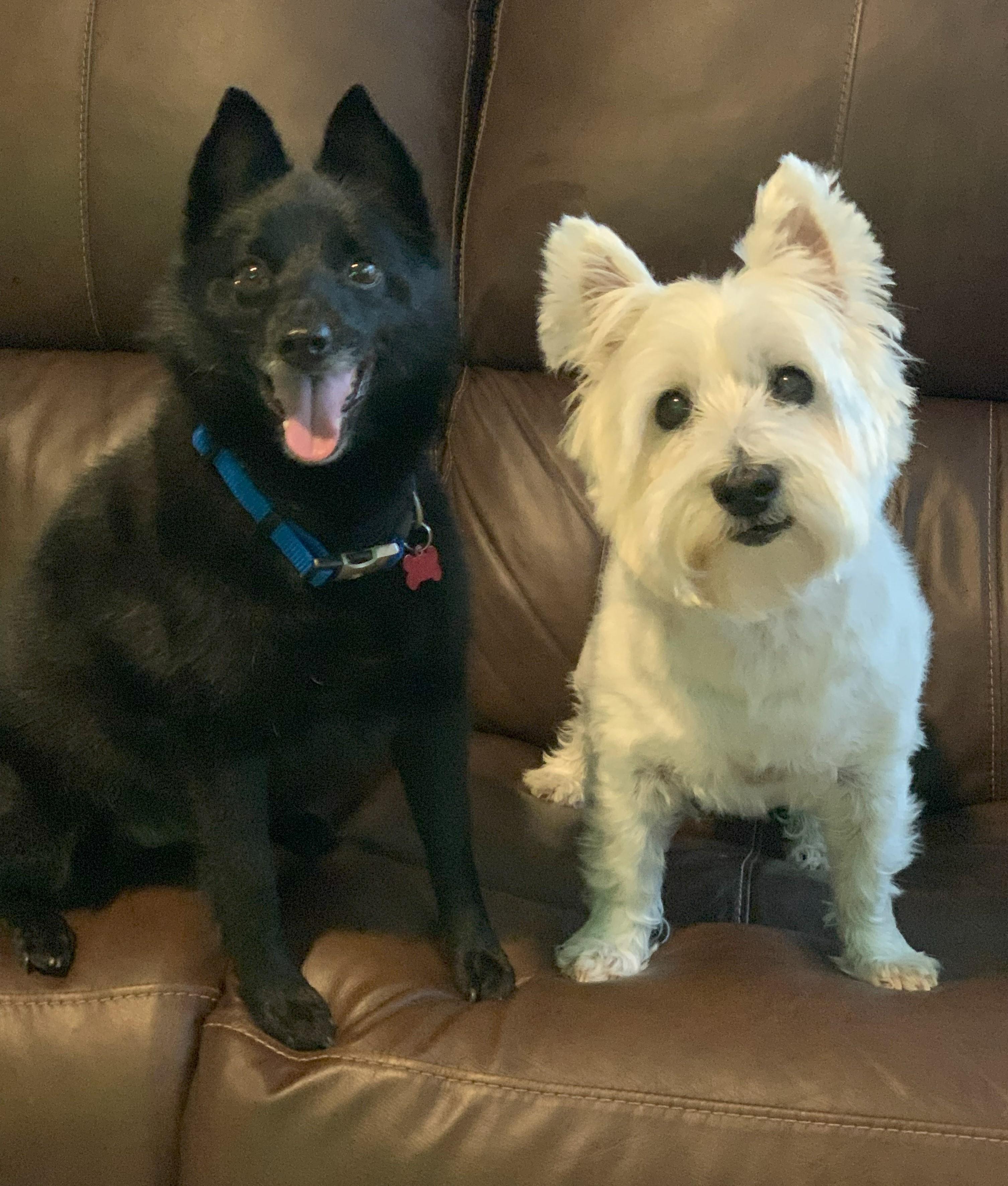 Enlarge Cody (Westie) & Ryan (Schipperke),, a Adopted West Highland White Terrier / Westie in Plano, TX image 4/6