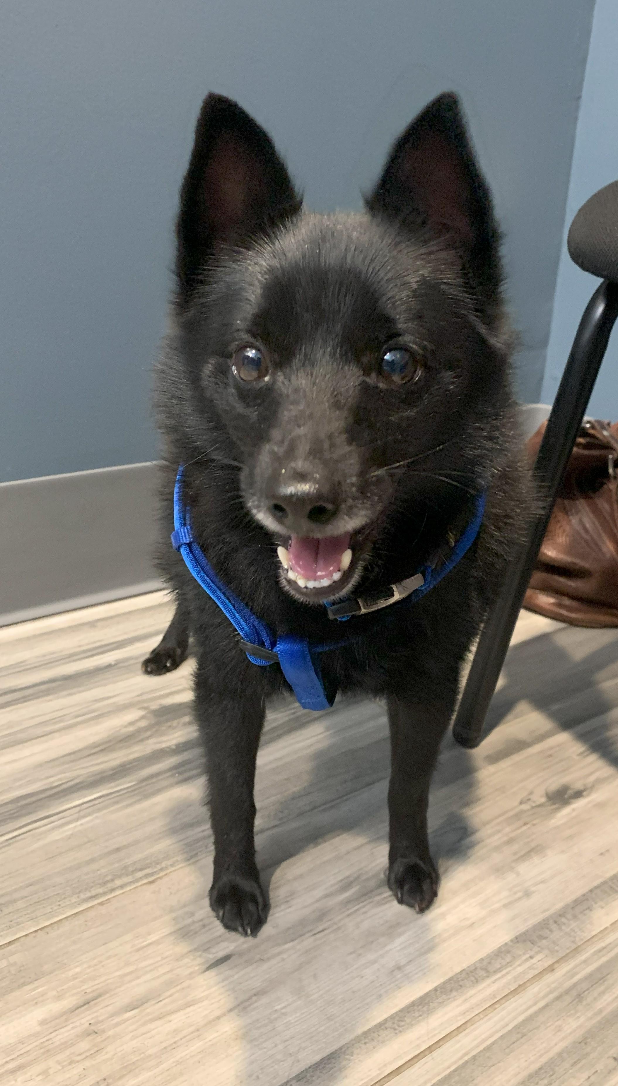 Enlarge Cody (Westie) & Ryan (Schipperke),, a Adopted West Highland White Terrier / Westie in Plano, TX image 2/6