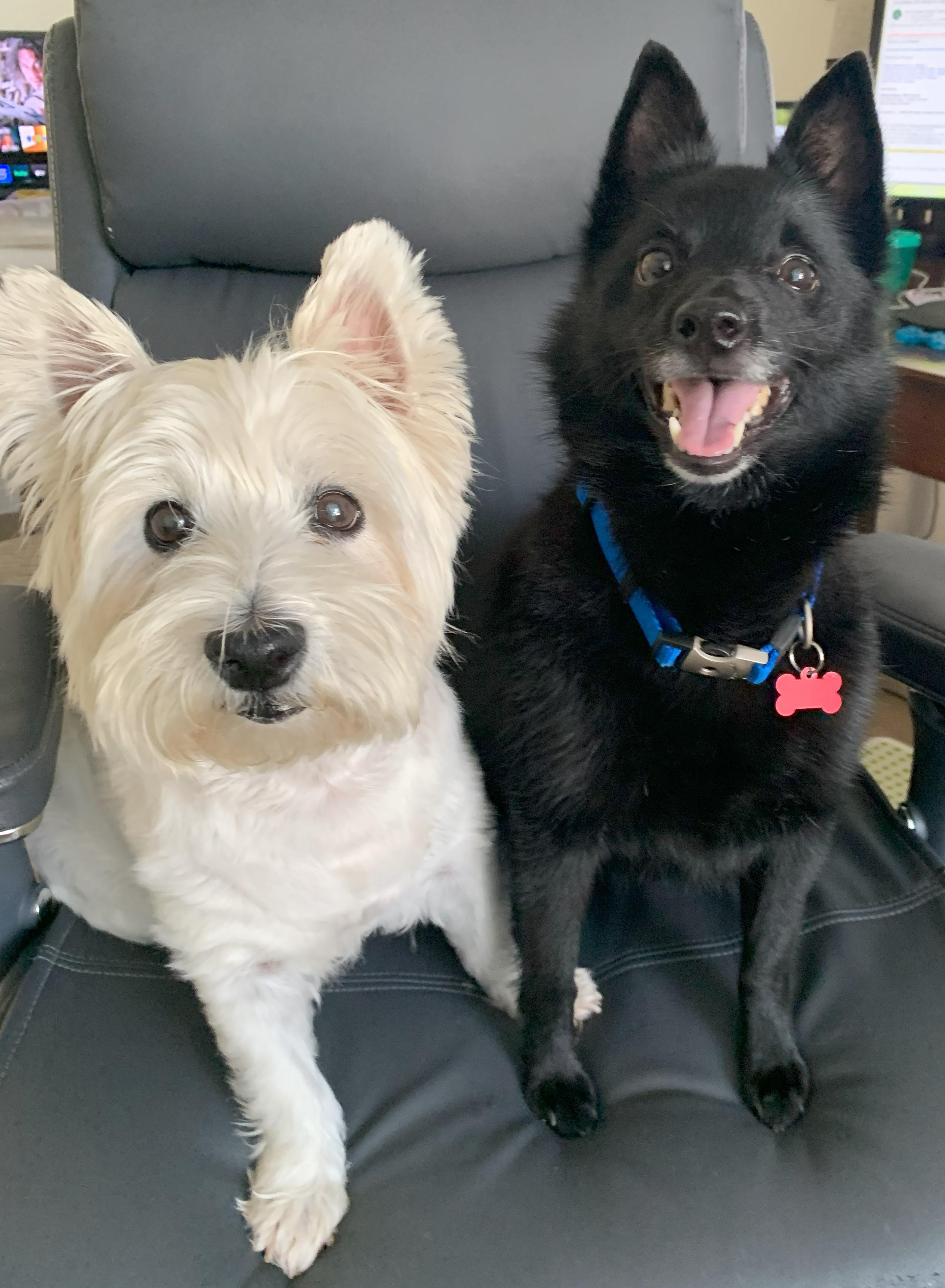 Enlarge Cody (Westie) & Ryan (Schipperke),, a Adopted West Highland White Terrier / Westie in Plano, TX image 6/6