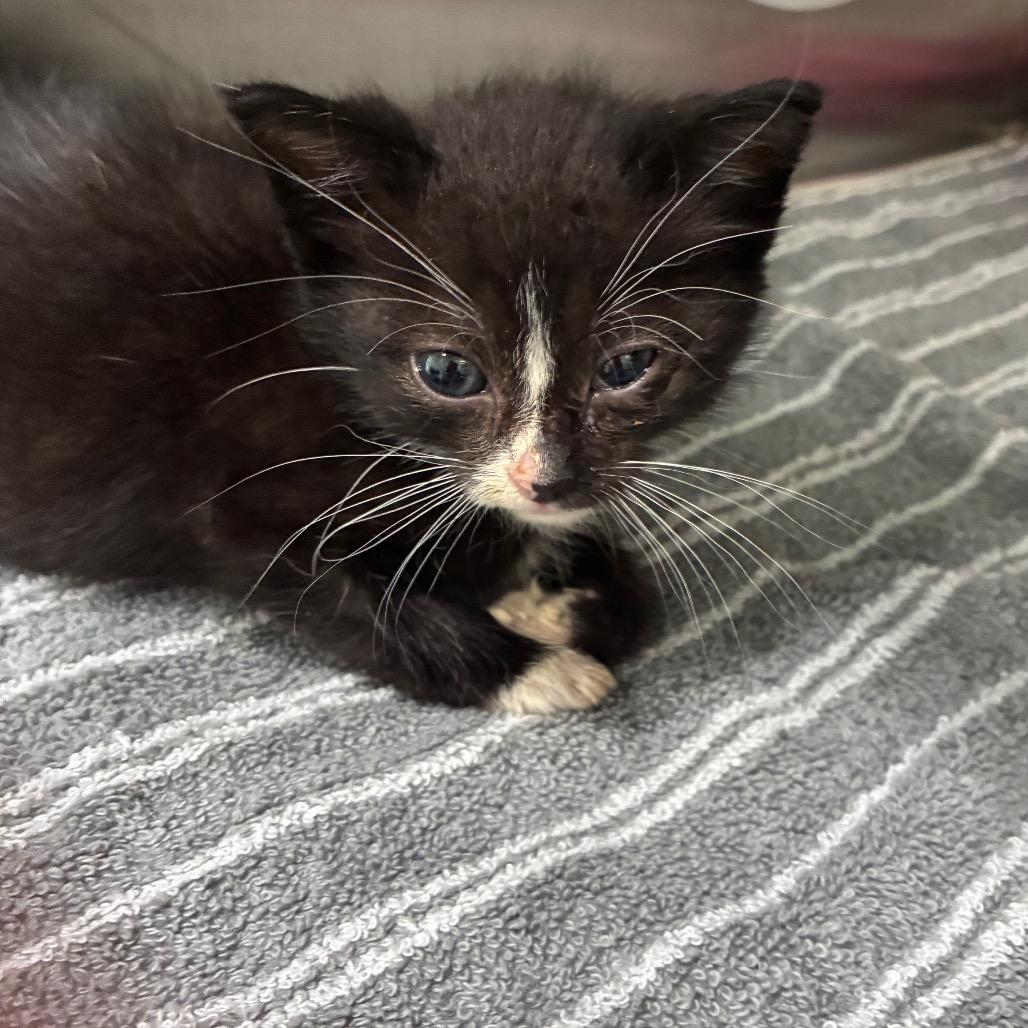 Thea, Adoptable, Kitten Female Domestic Short Hair.