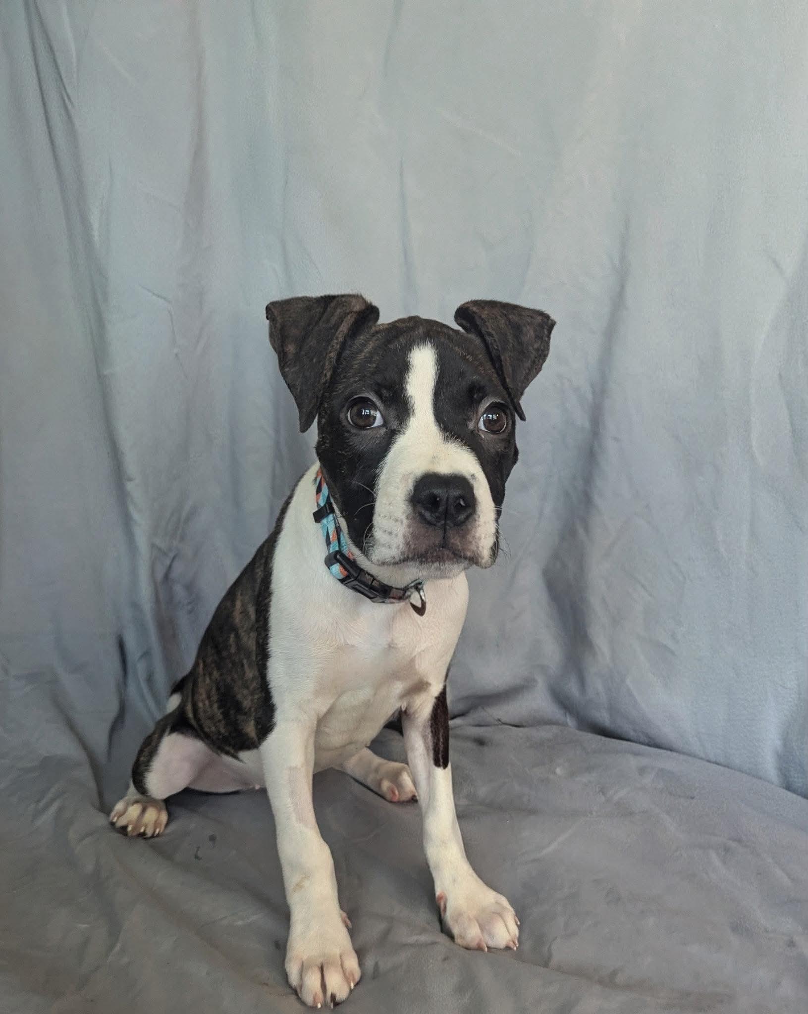 Princess Donut, ADOPTABLE, Puppy Female Pit Bull Terrier.