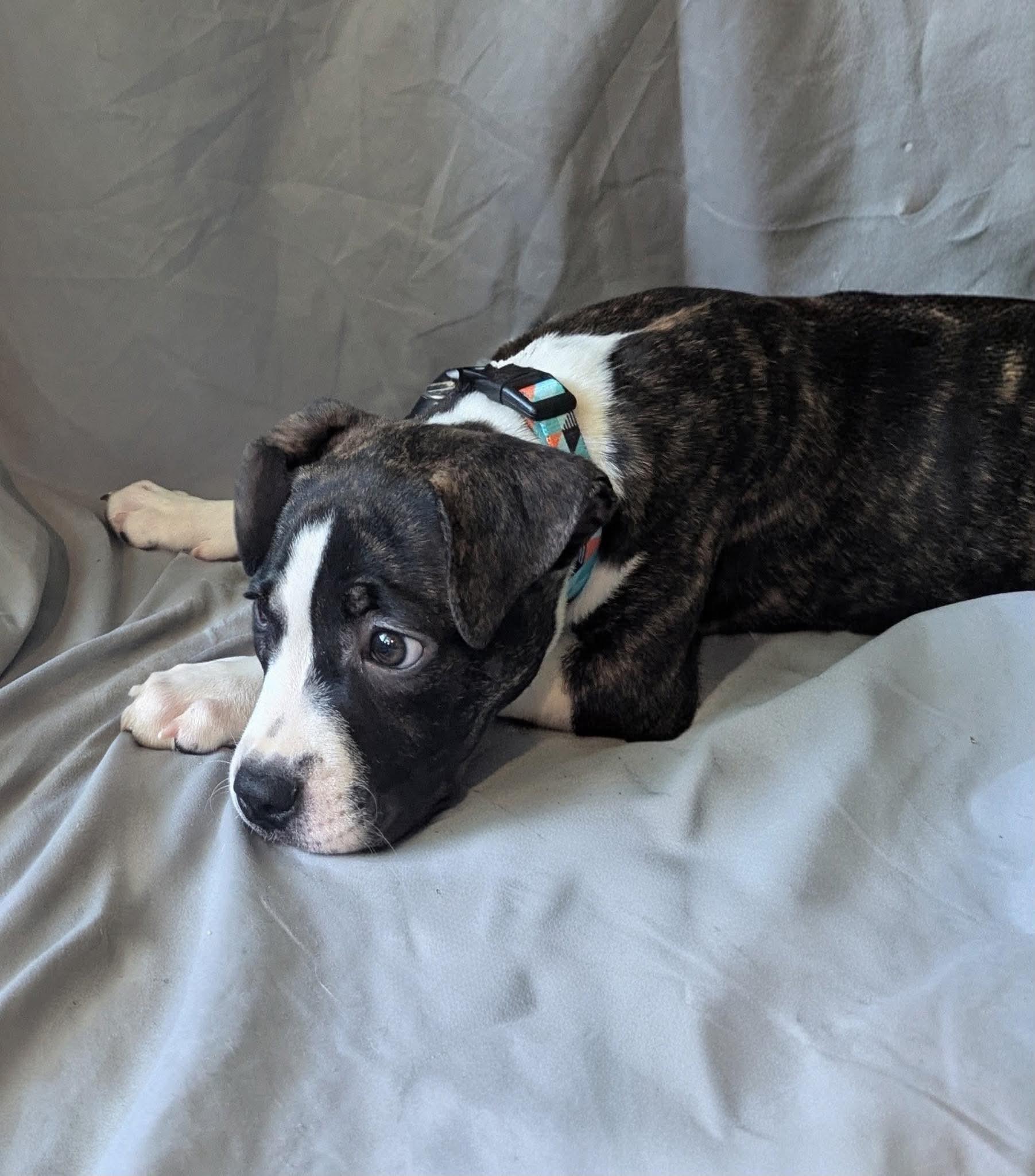 Enlarge Princess Donut, a ADOPTABLE mixed breed in Buffalo, NY image 4/4