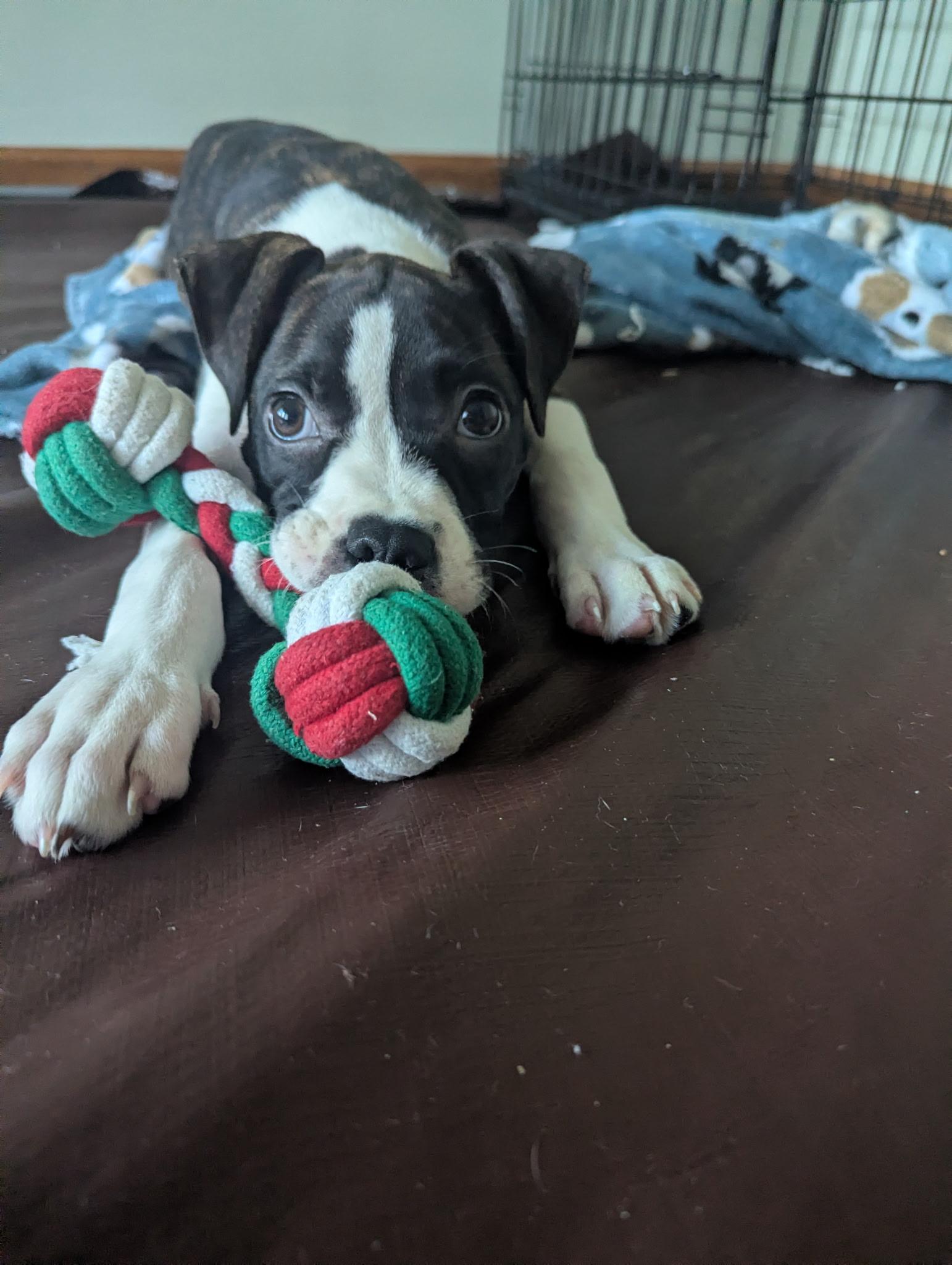 Enlarge Princess Donut, a ADOPTABLE mixed breed in Buffalo, NY image 3/4