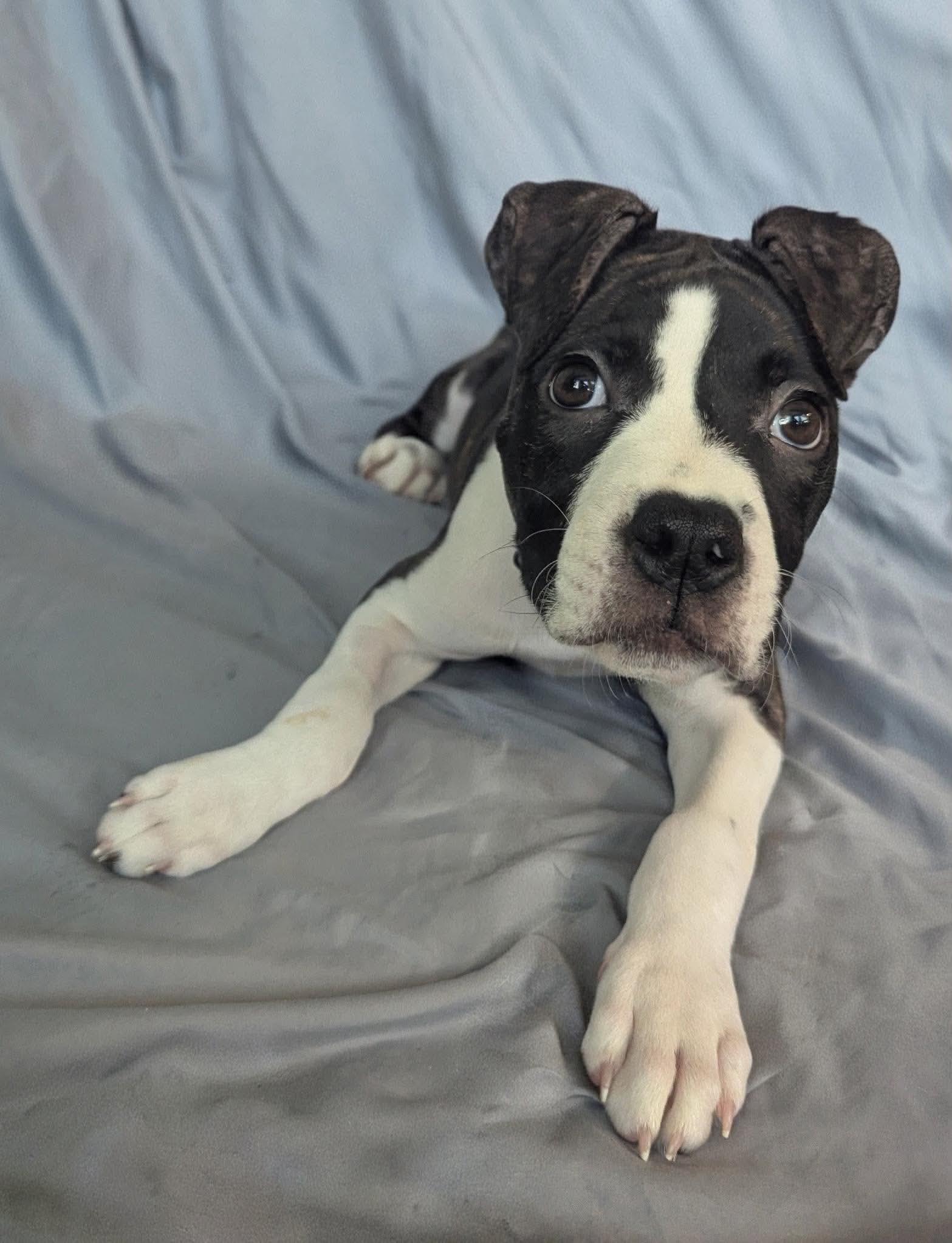 Enlarge Princess Donut, a ADOPTABLE mixed breed in Buffalo, NY image 2/4