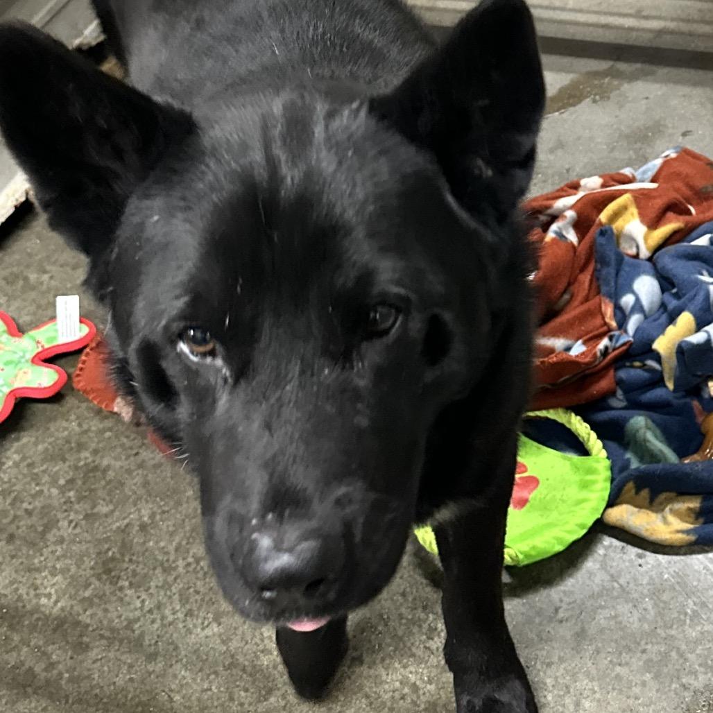Tom, Adoptable, Young Male Chow Chow.