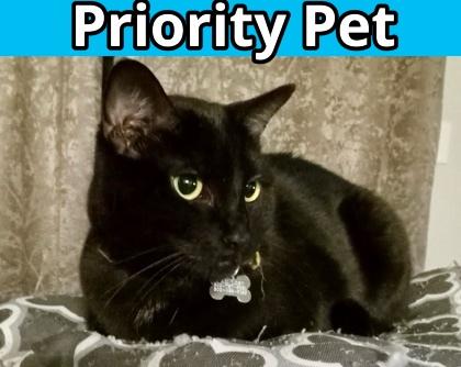 Sabrina `A PRIORITY PET`, Adoptable, Kitten Female Domestic Short Hair & Domestic Short Hair.