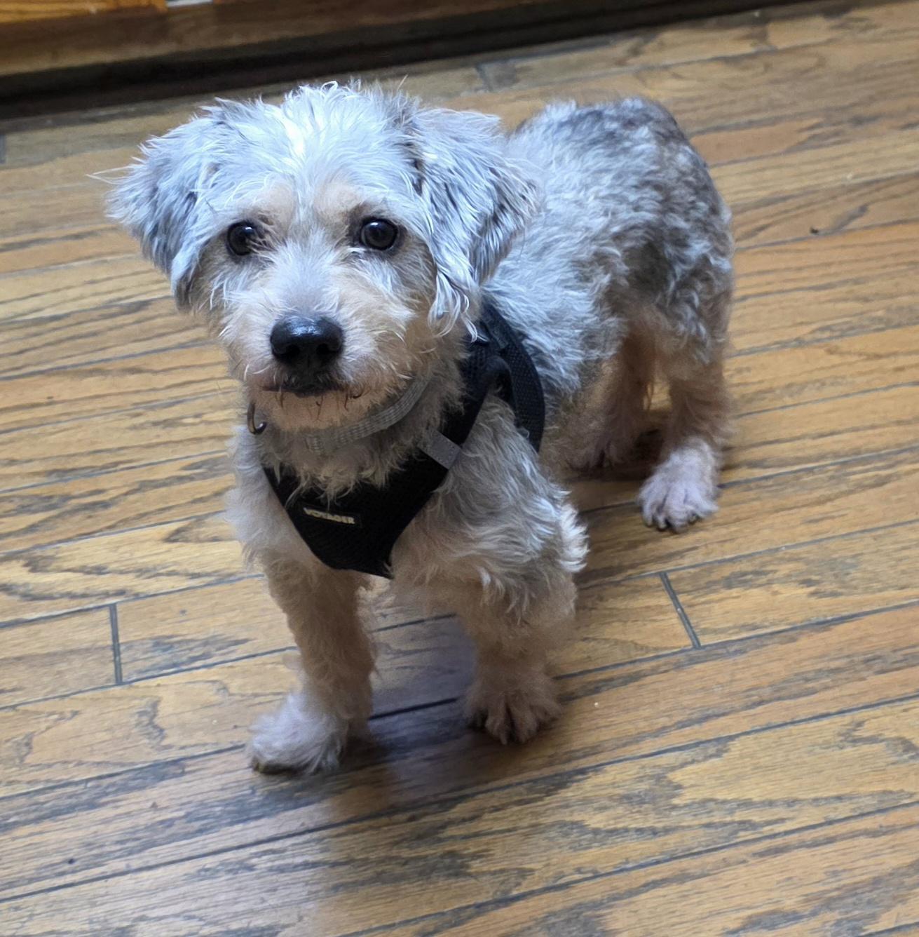 Enlarge Ossie, a Adoptable Schnoodle in Fallbrook, CA image 2/6