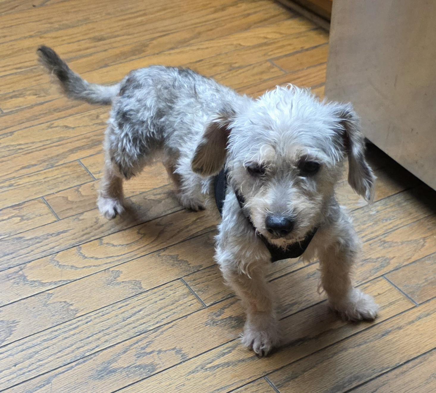 Enlarge Ossie, a Adoptable Schnoodle in Fallbrook, CA image 5/6