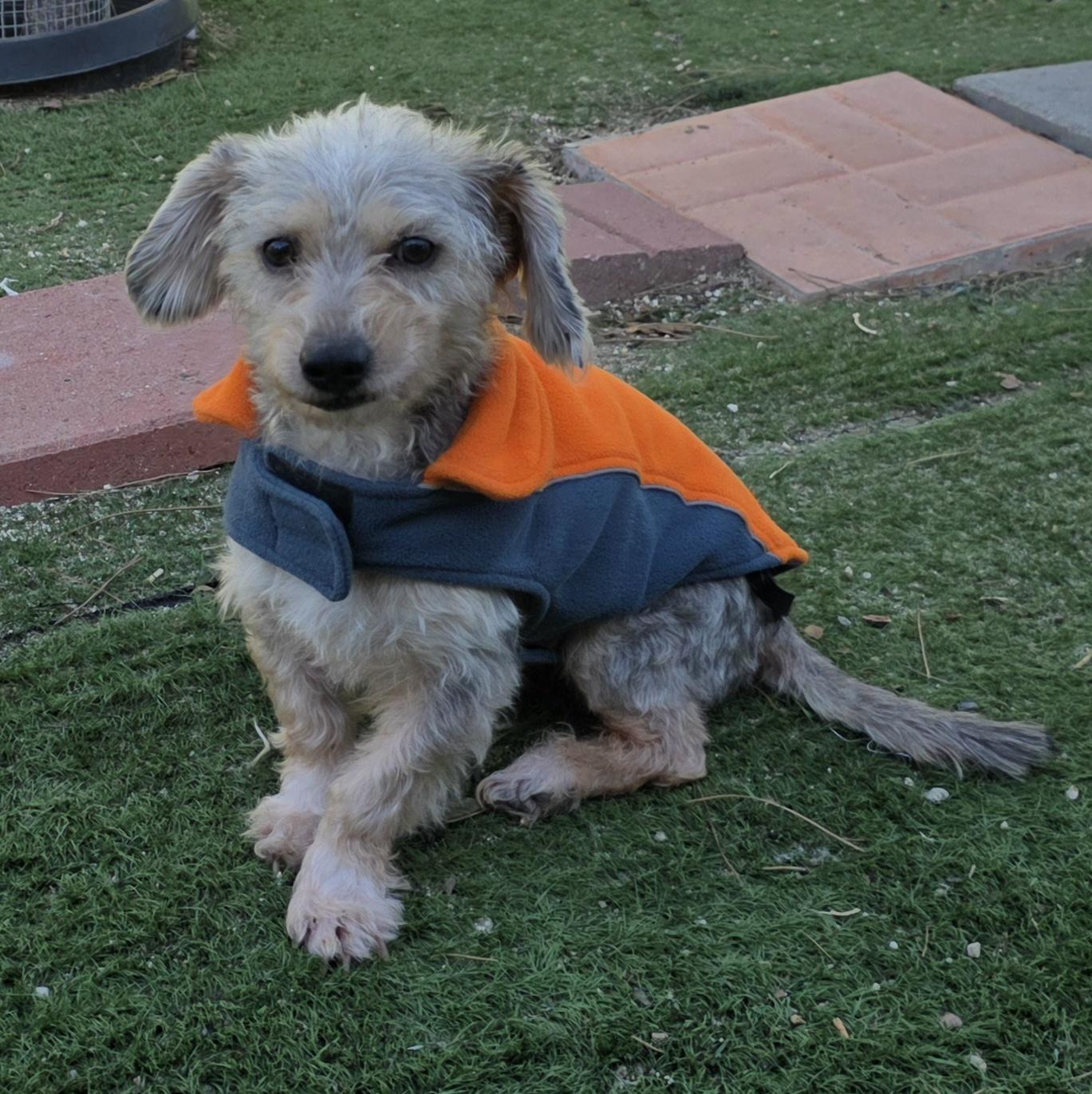 Ossie, Adoptable, Young Male Schnoodle.