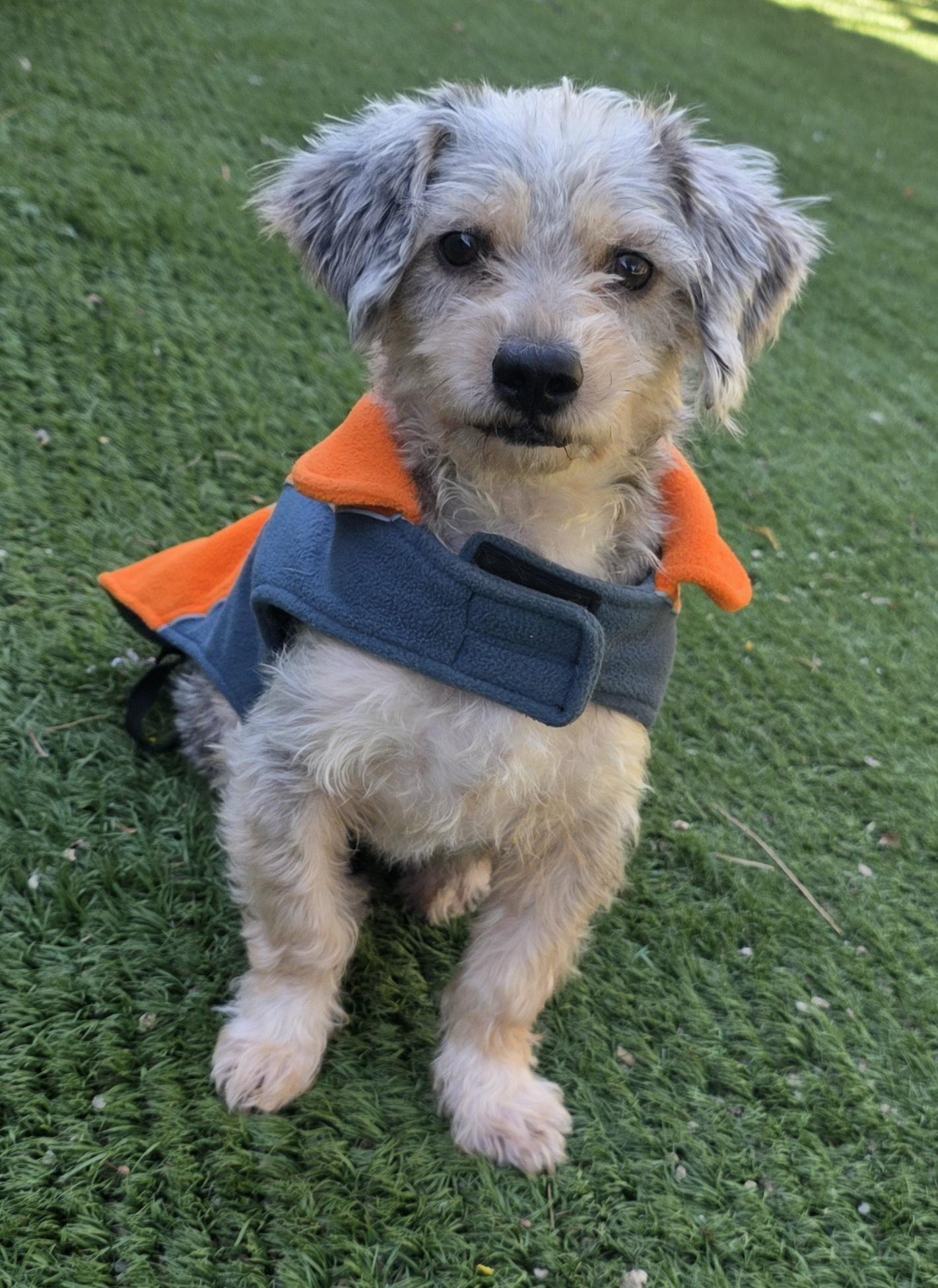 Enlarge Ossie, a Adoptable Schnoodle in Fallbrook, CA image 6/6