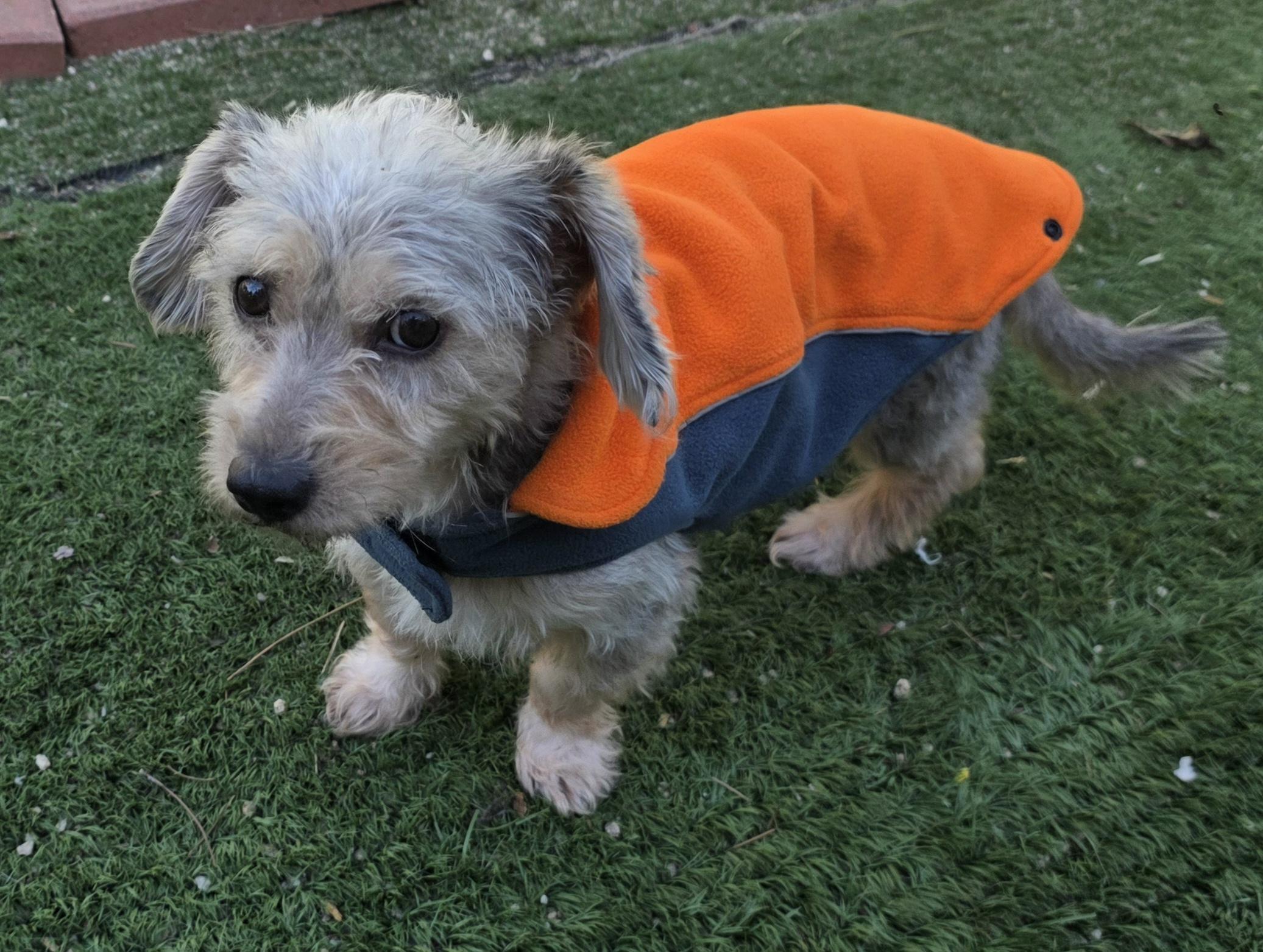 Enlarge Ossie, a Adoptable Schnoodle in Fallbrook, CA image 4/6