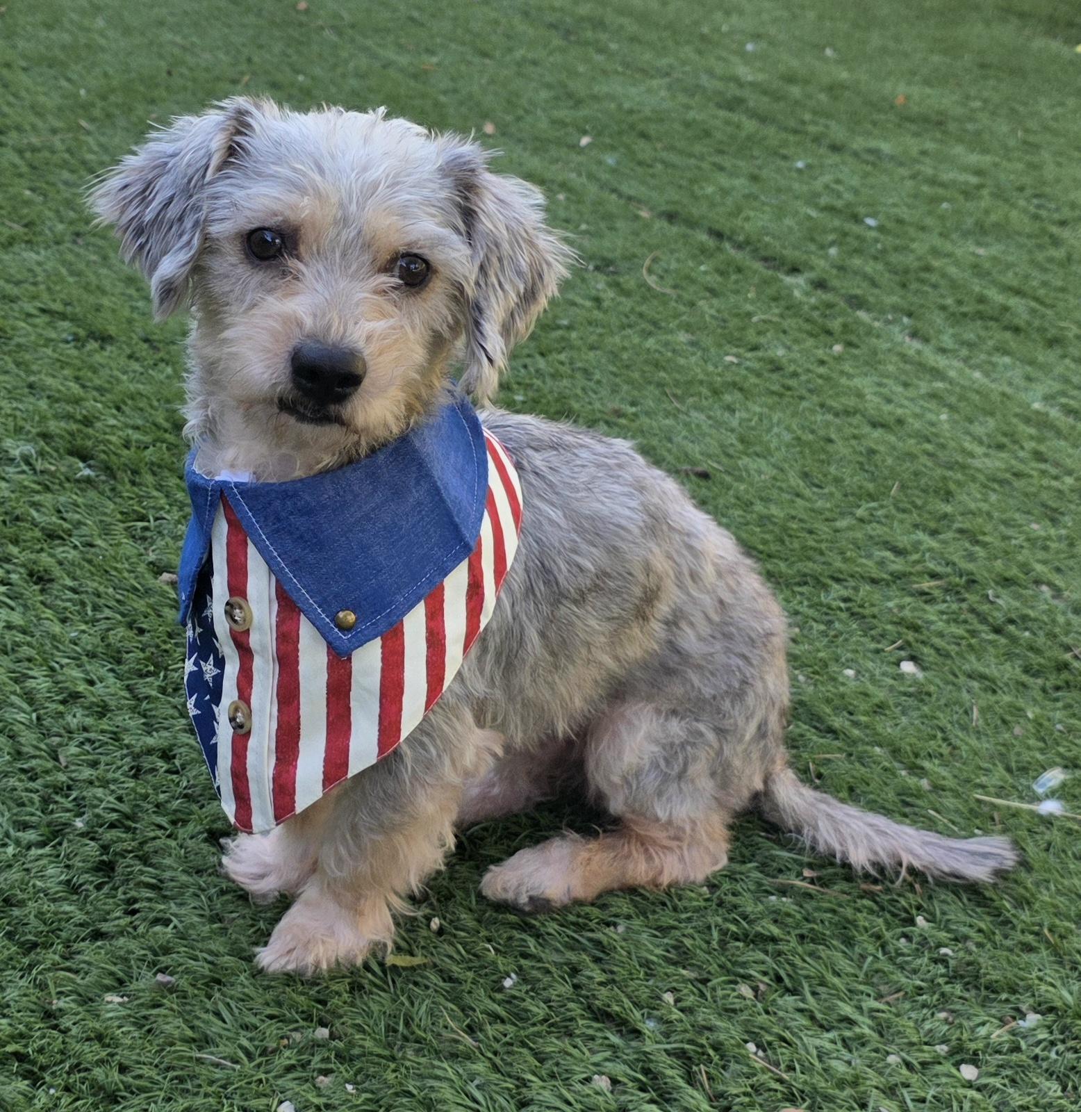 Enlarge Ossie, a Adoptable Schnoodle in Fallbrook, CA image 3/6