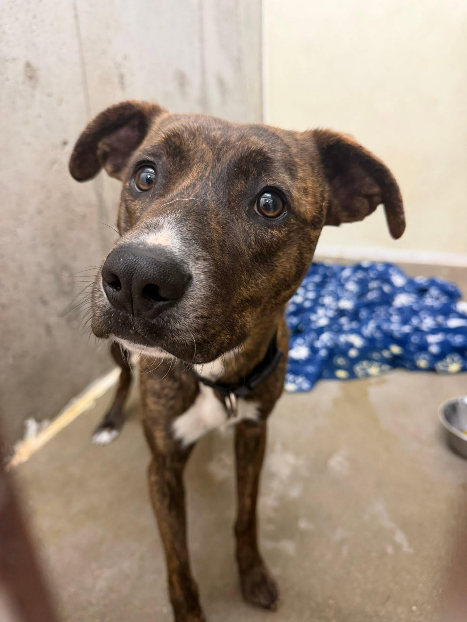 Enlarge Stitch, a ADOPTABLE Mixed Breed in Chappell, NE image 1/1