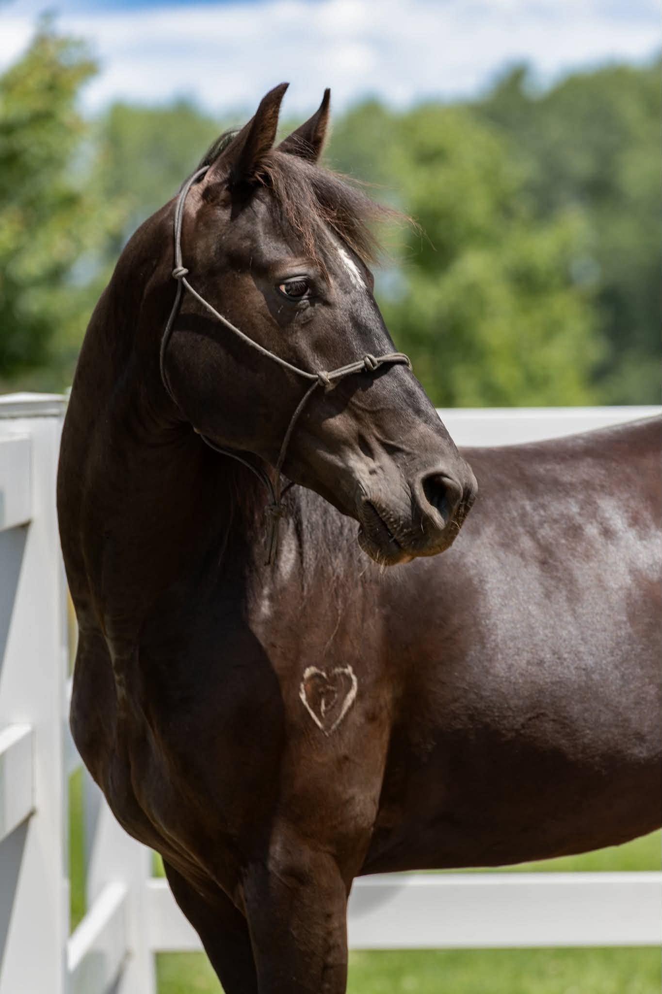 Enlarge Mezcal ATFO 2026 Diamond Division , a Adoptable mixed breed in Huntington, WV image 2/5