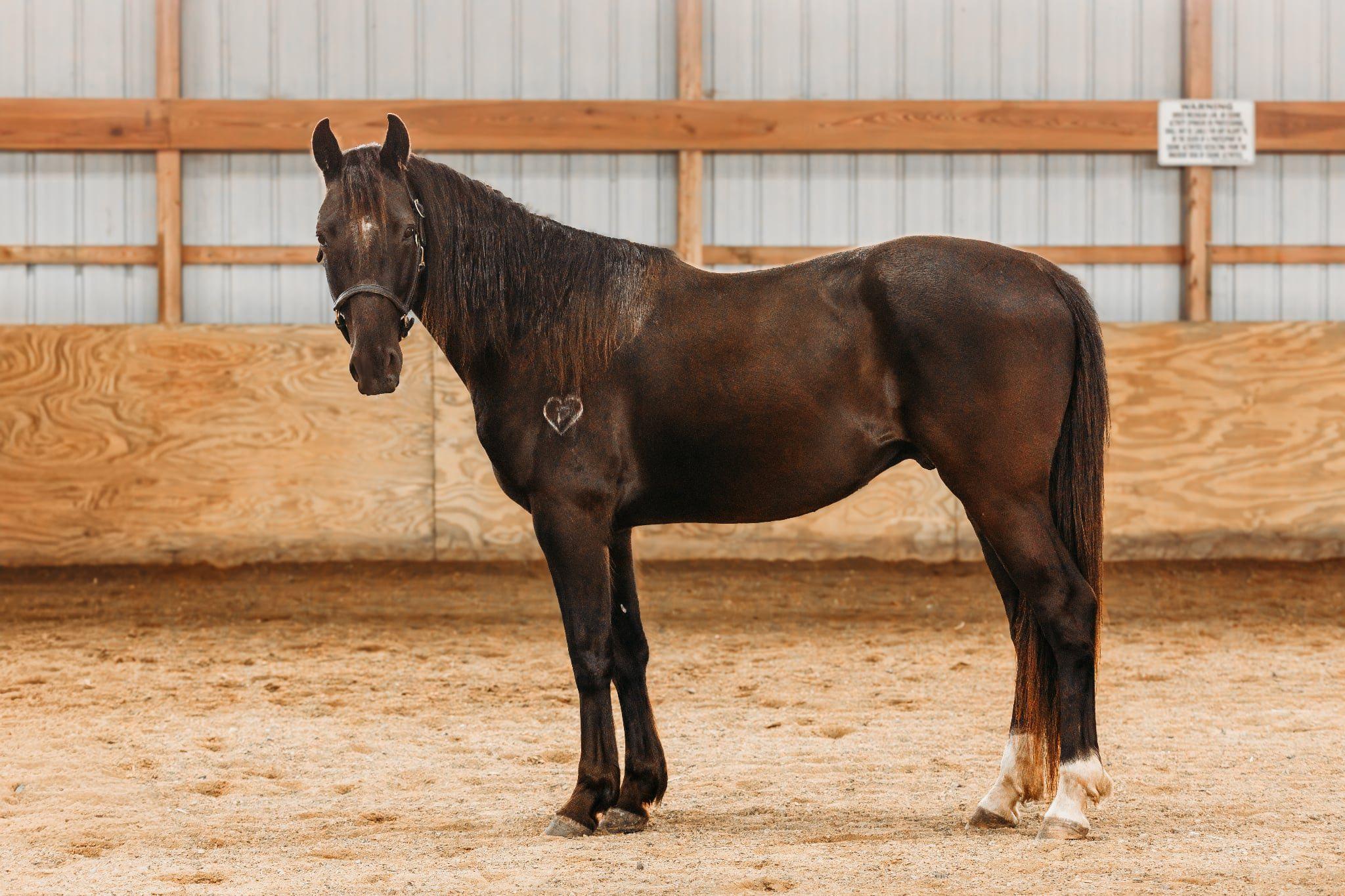 Mezcal ATFO 2026 Diamond Division , Adoptable, Young Male Mustang.