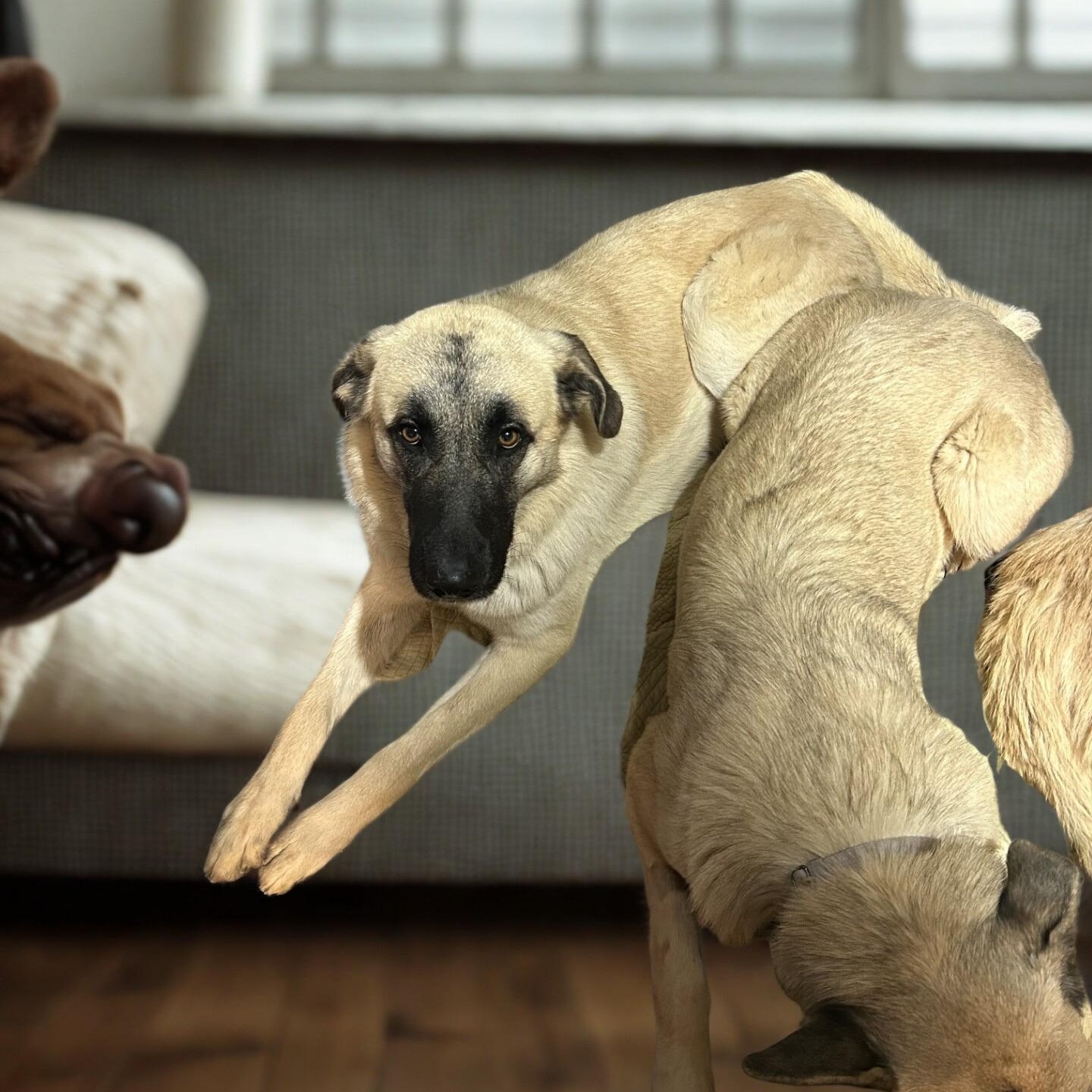 Saint, ADOPTABLE, Young Male Anatolian Shepherd.