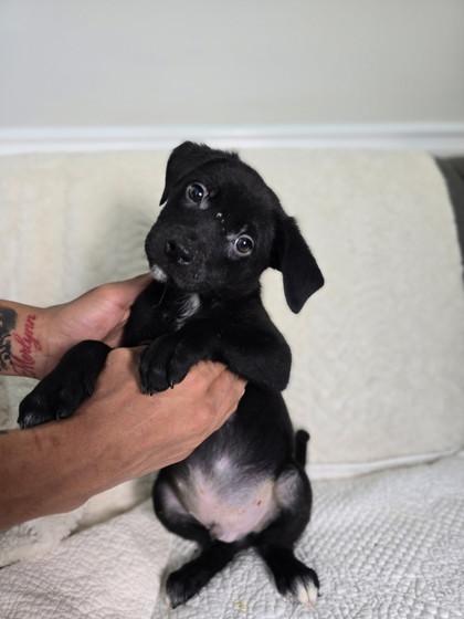 Enlarge Colin Bridgerton, a Adoptable mixed breed in Lawrenceville, GA image 1/1