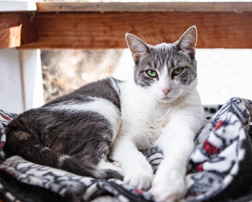 Sage, a Adoptable mixed breed in Napa, CA image 1/4