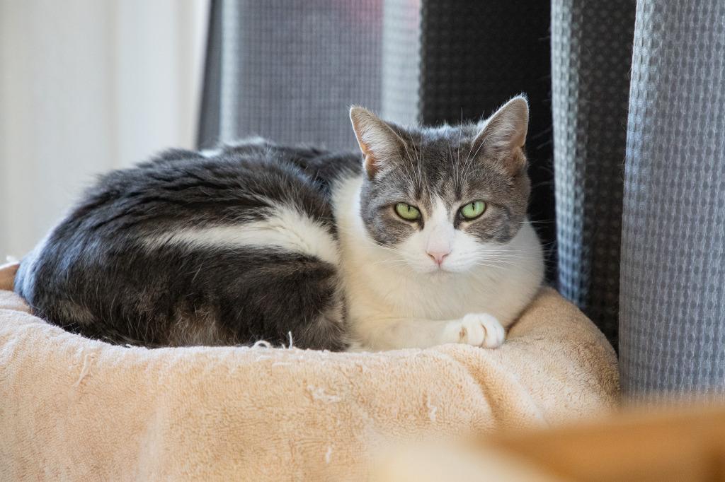 Sage, a Adoptable mixed breed in Napa, CA image 3/4