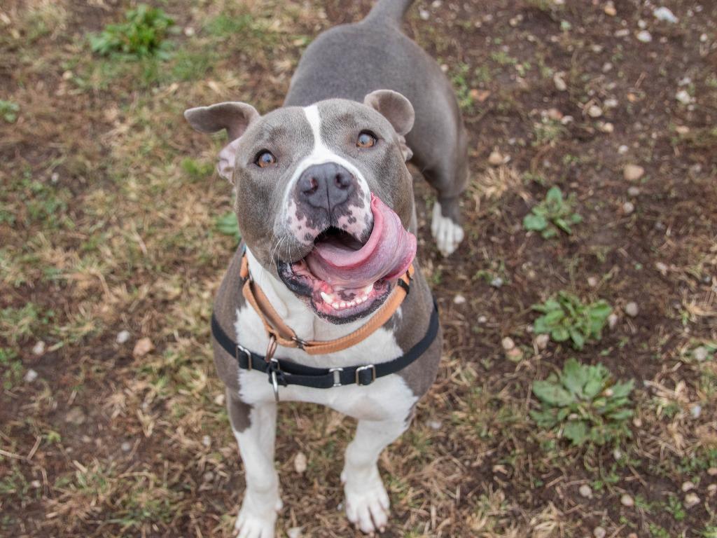 Bozz, a Adoptable mixed breed in Lansing, KS image 1/6