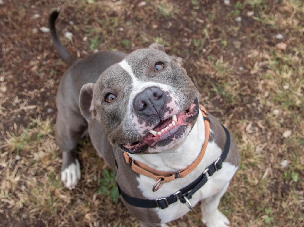 Bozz, a Adoptable mixed breed in Lansing, KS image 3/6