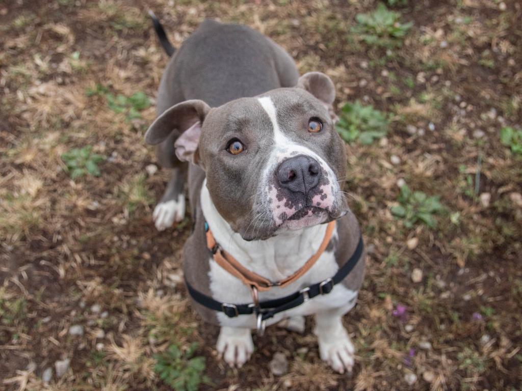 Bozz, a Adoptable mixed breed in Lansing, KS image 4/6