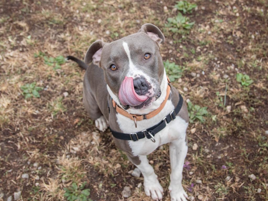 Enlarge Bozz, a Adoptable mixed breed in Lansing, KS image 3/6