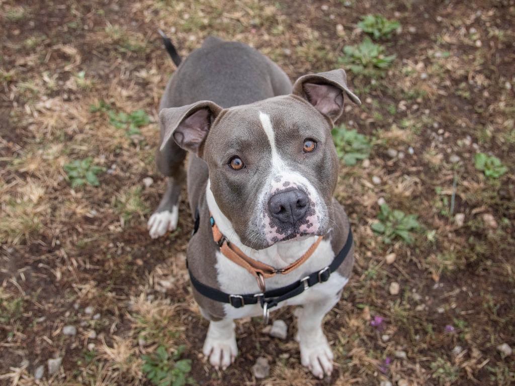 Bozz, a Adoptable mixed breed in Lansing, KS image 6/6