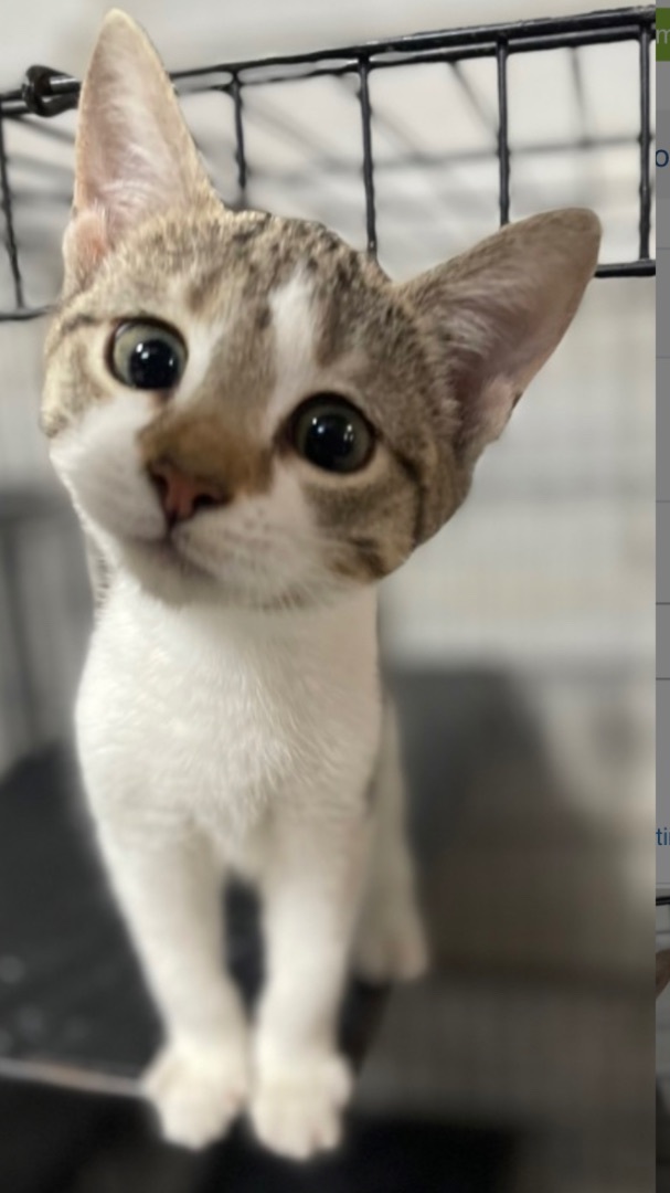 $80 adopt fee kittens, Baby Female unknown