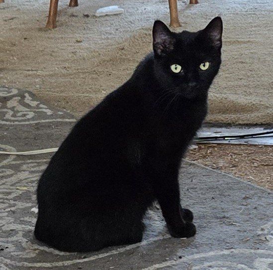Enlarge Ebony, a Adoptable Domestic Short Hair in Mission, KS image 1/1