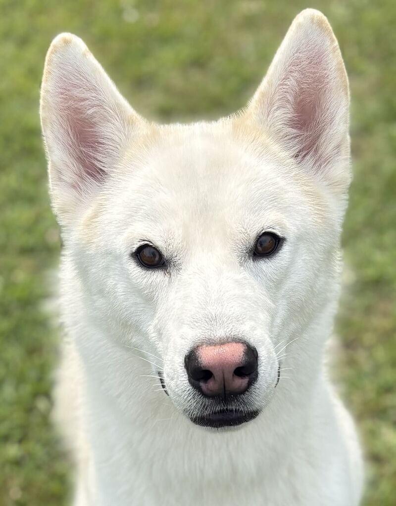 Rosco, ADOPTABLE, Adult Male Husky.