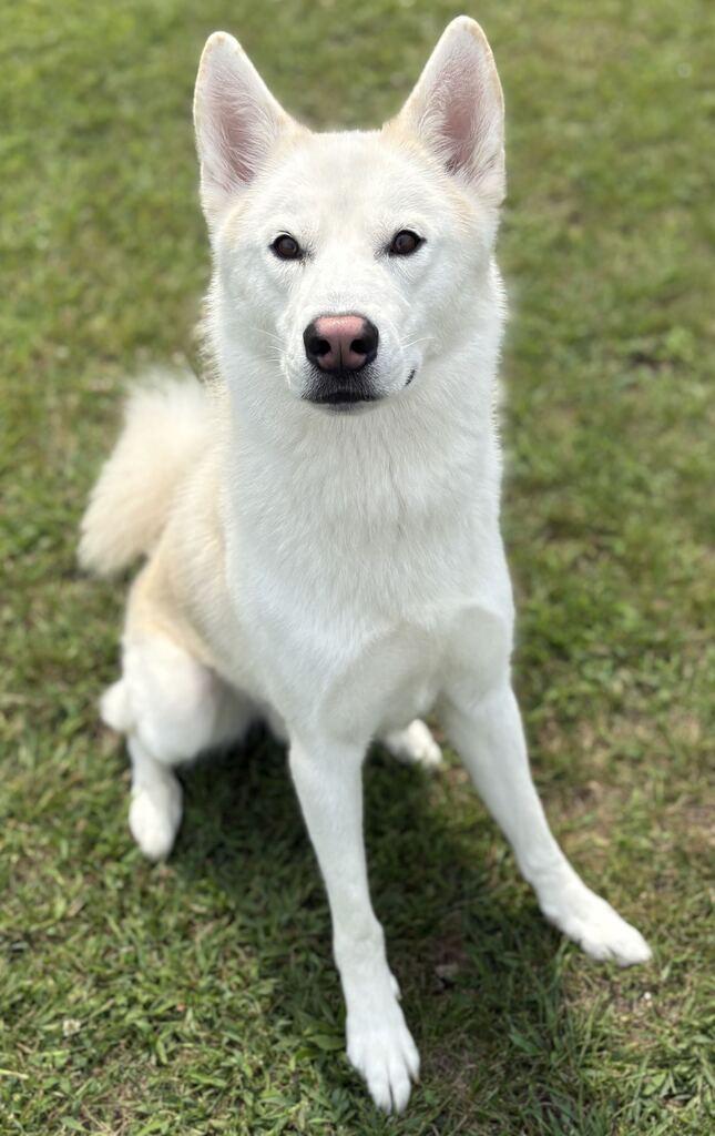 Rosco, a ADOPTABLE Husky in Jackson, MI image 4/5