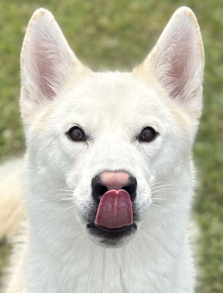 Rosco, a ADOPTABLE Husky in Jackson, MI image 5/5