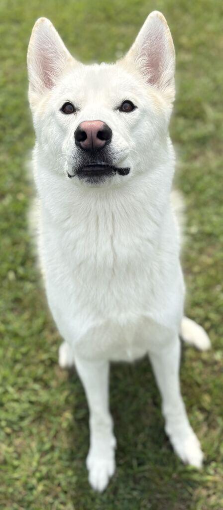 Rosco, a ADOPTABLE Husky in Jackson, MI image 3/5