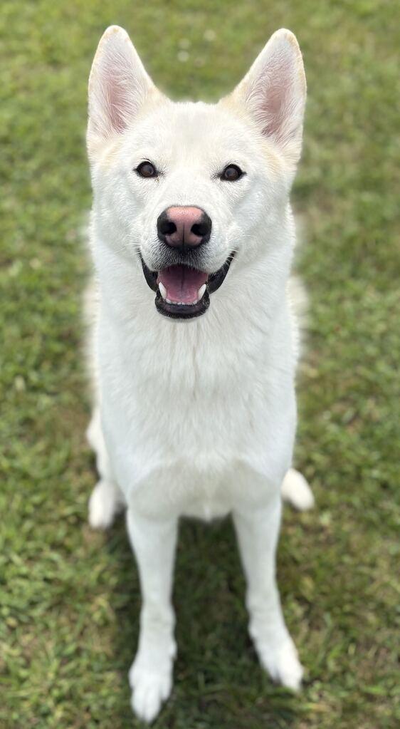 Rosco, a ADOPTABLE Husky in Jackson, MI image 2/5