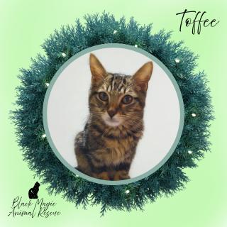 Toffee, Adoptable, Young Male Domestic Short Hair.
