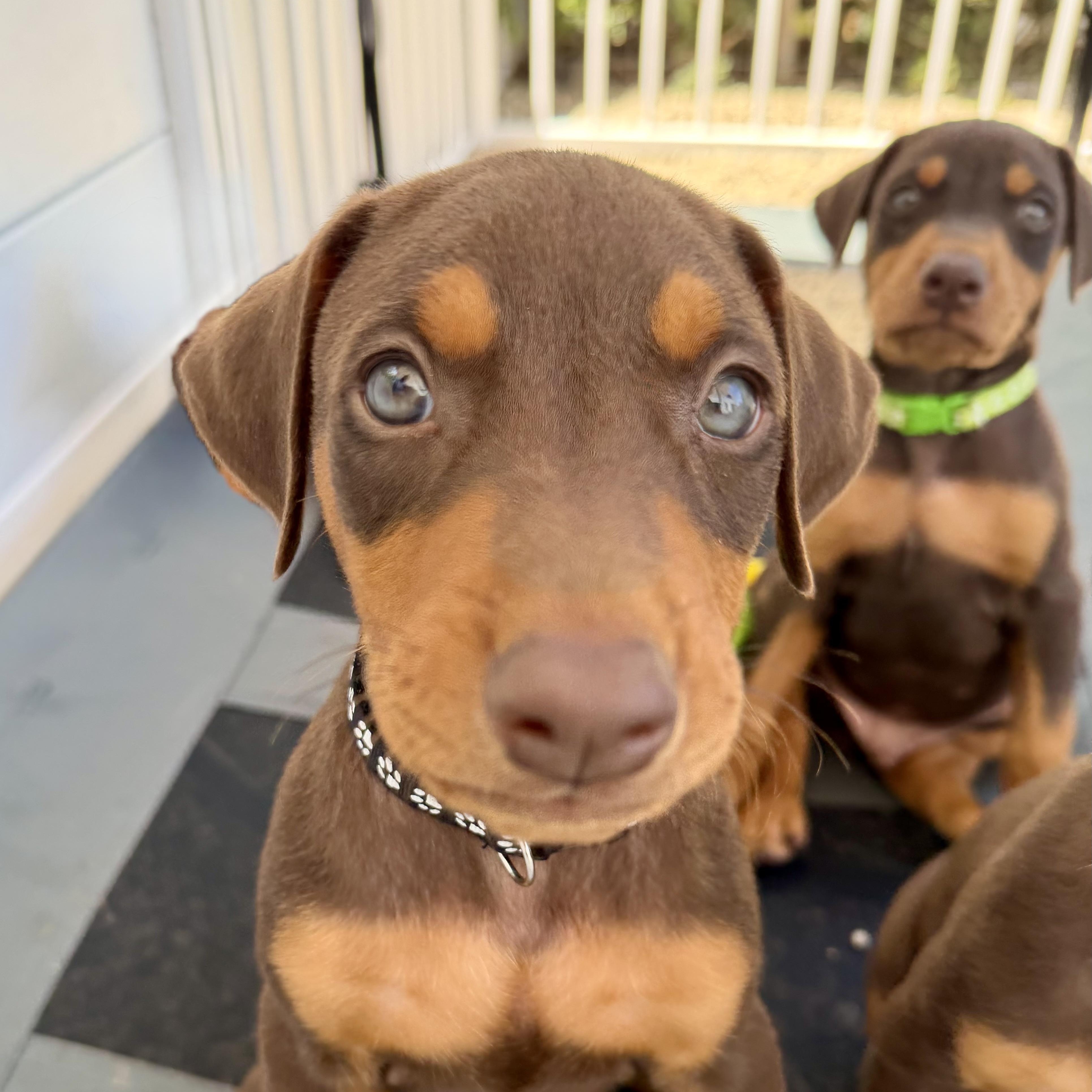 Enlarge Fin, an adopted Doberman Pinscher in Los Angeles, CA image 2/5