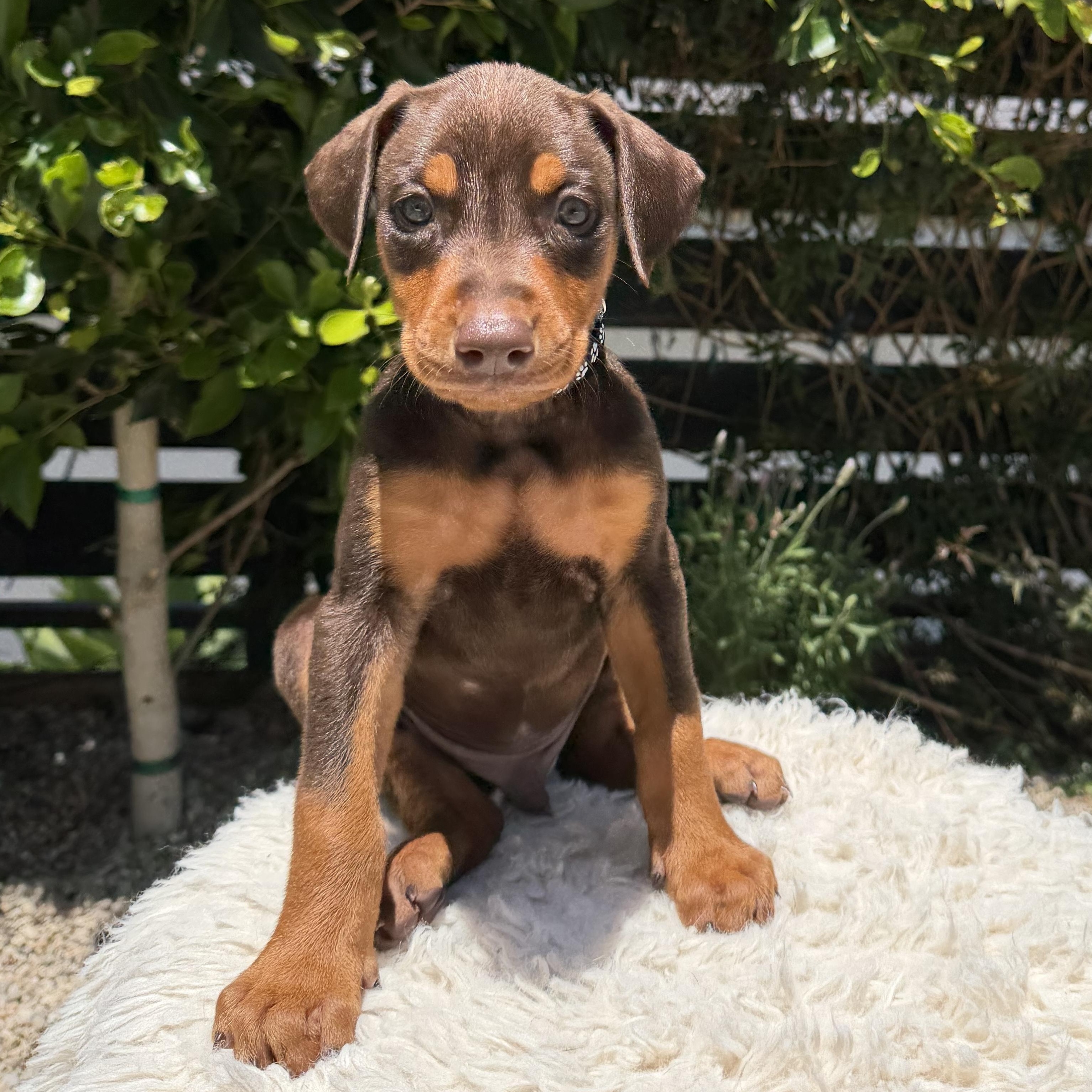 Enlarge Fin, an adopted Doberman Pinscher in Los Angeles, CA image 3/5