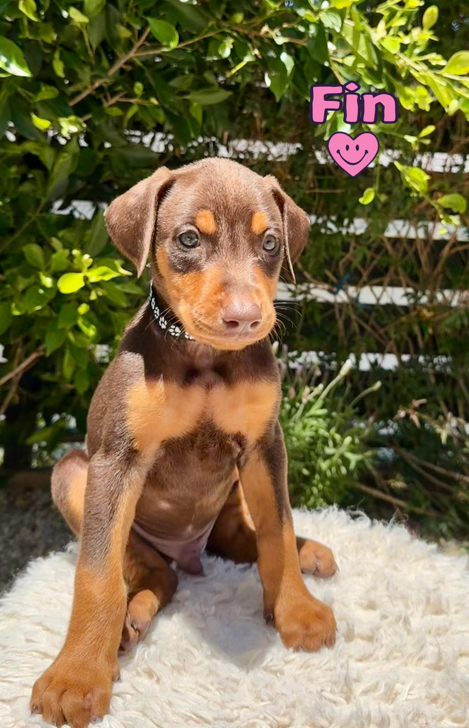 Enlarge Fin, an adopted Doberman Pinscher in Los Angeles, CA image 1/5