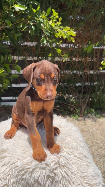 Enlarge Fin, an adopted Doberman Pinscher in Los Angeles, CA video 4/5