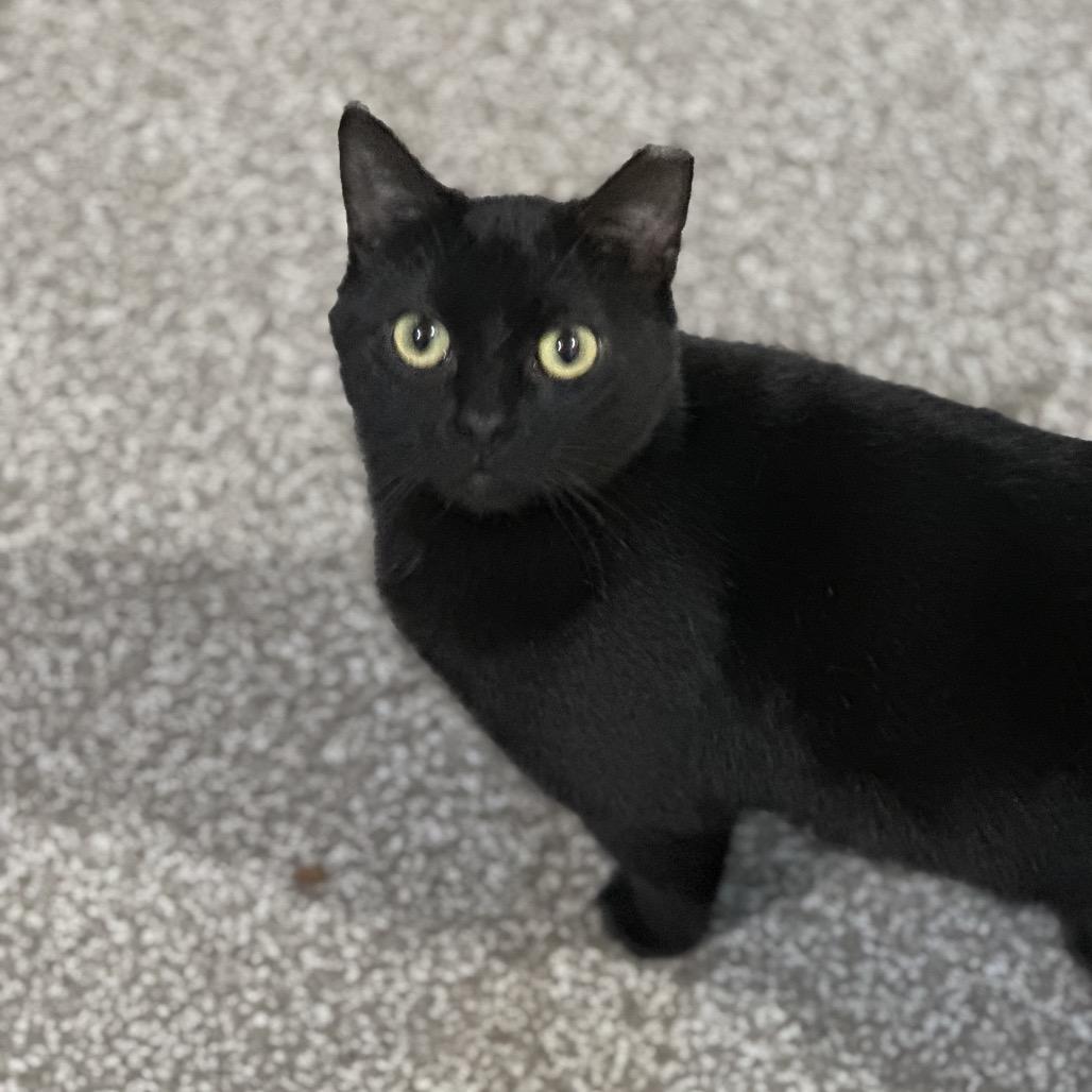 Matilda, Adoptable, Adult Female Domestic Medium Hair.