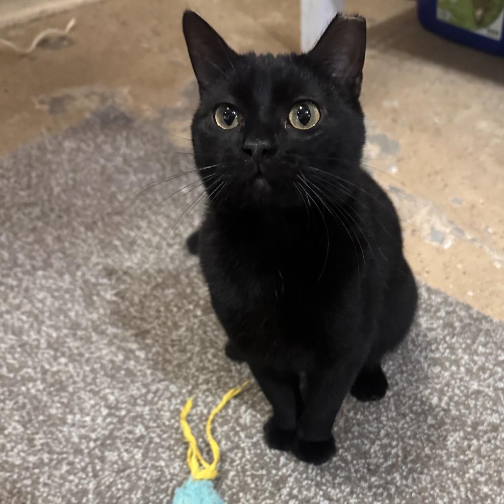 Matilda, a Adoptable Domestic Medium Hair in Rochester, MN image 2/2