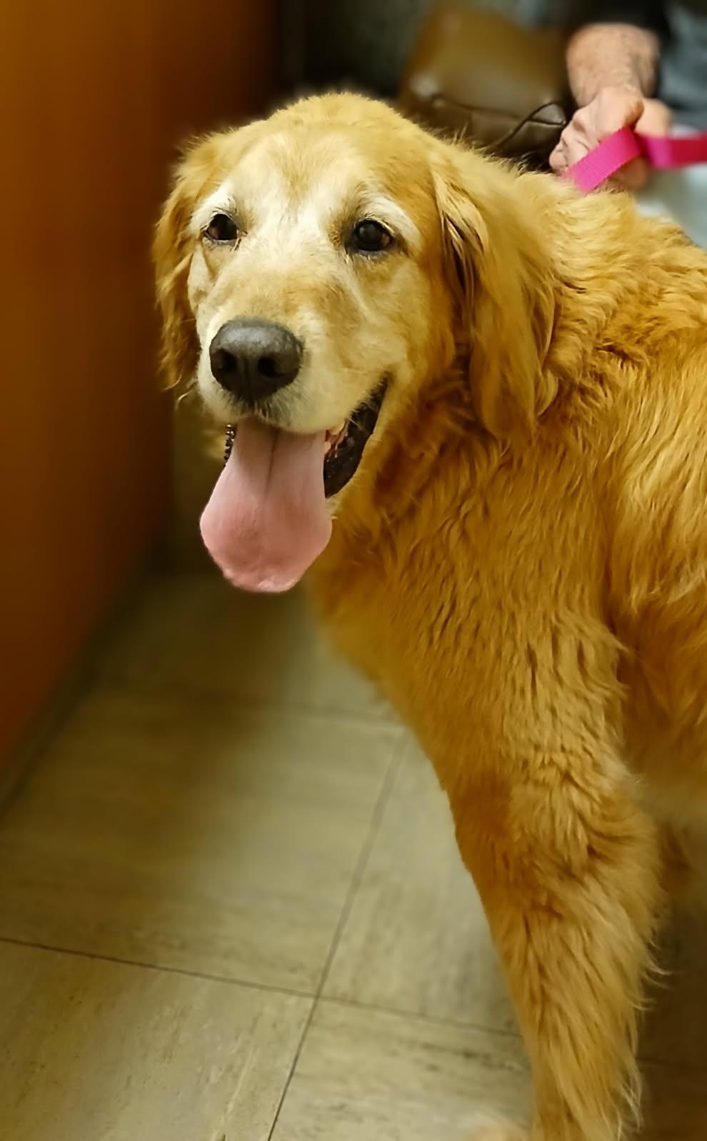 Brutus