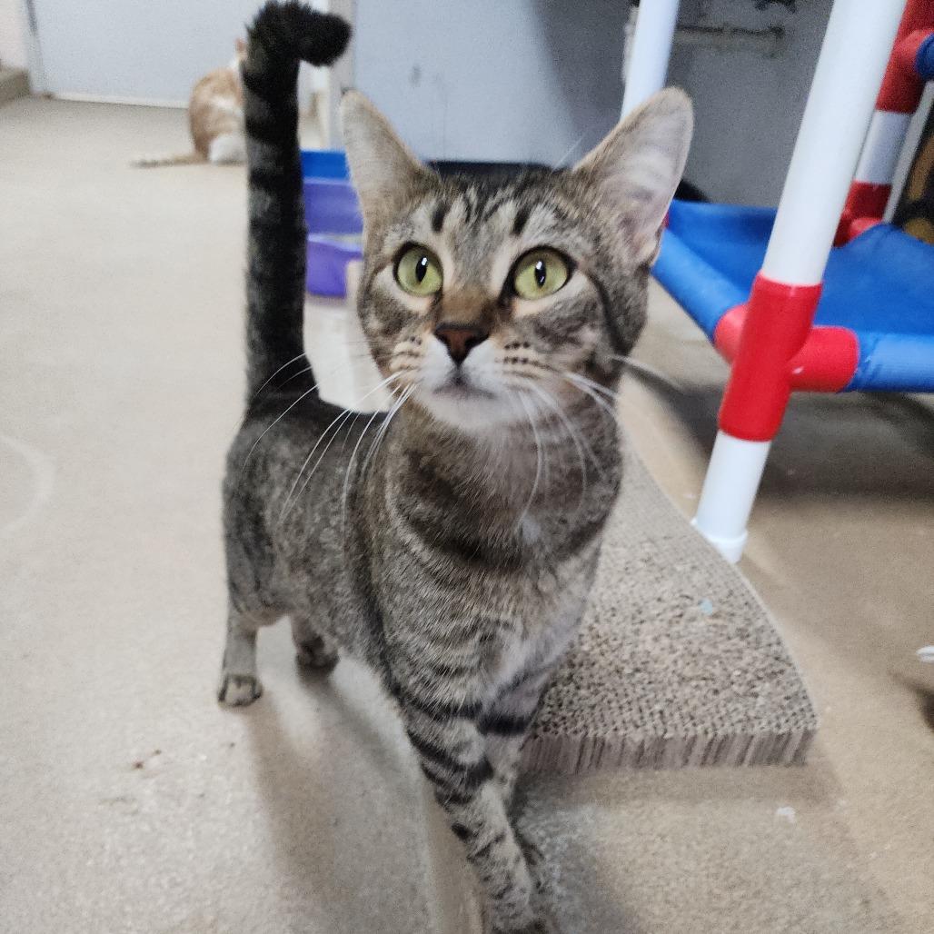 Enlarge Natalia, a Adoptable Domestic Short Hair in Dixon, IL image 1/2